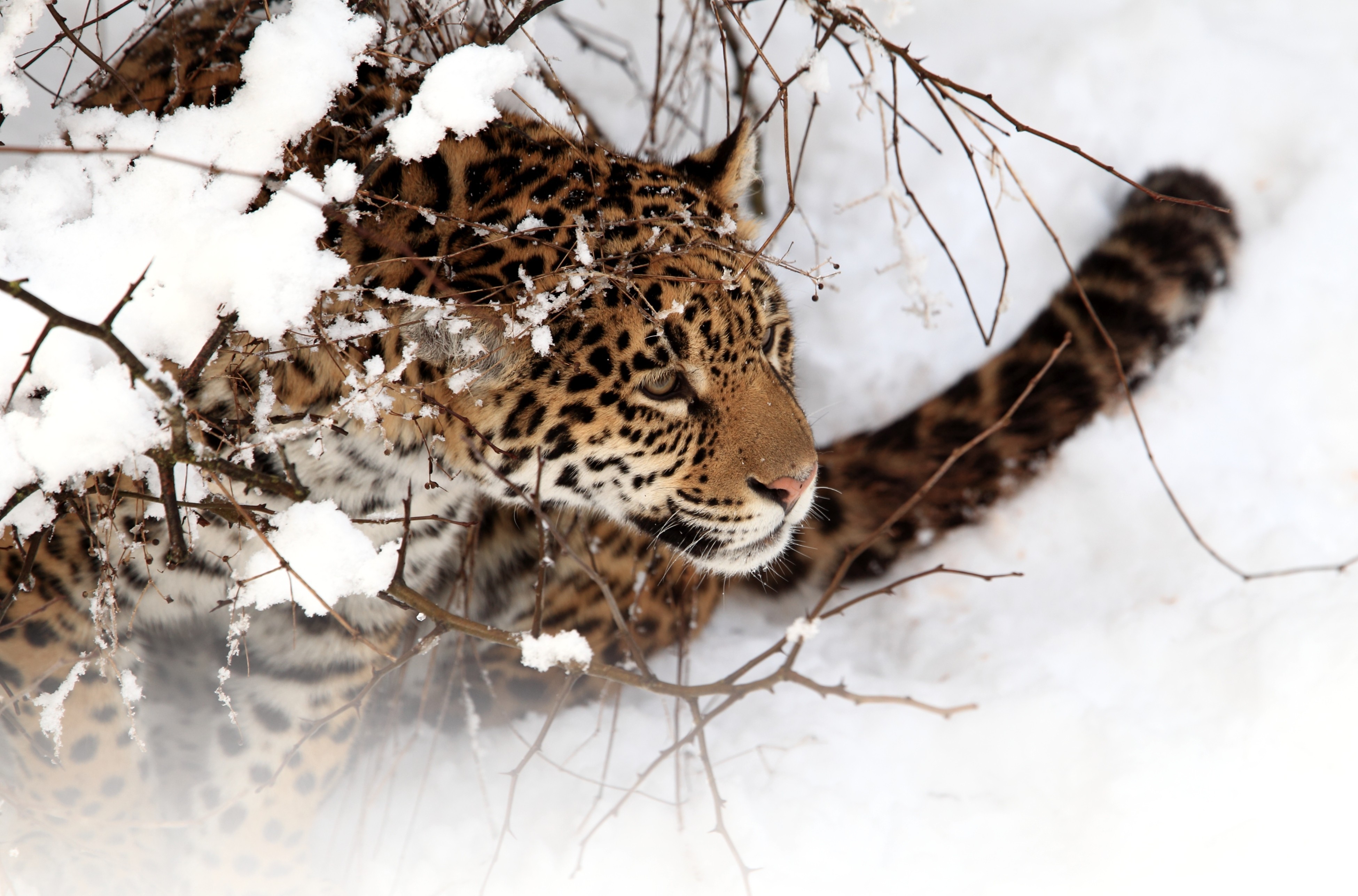 Обои снег, зима, хищник, ягуар, дикая кошка, snow, winter, predator, jaguar, wild cat разрешение 3900x2573 Загрузить