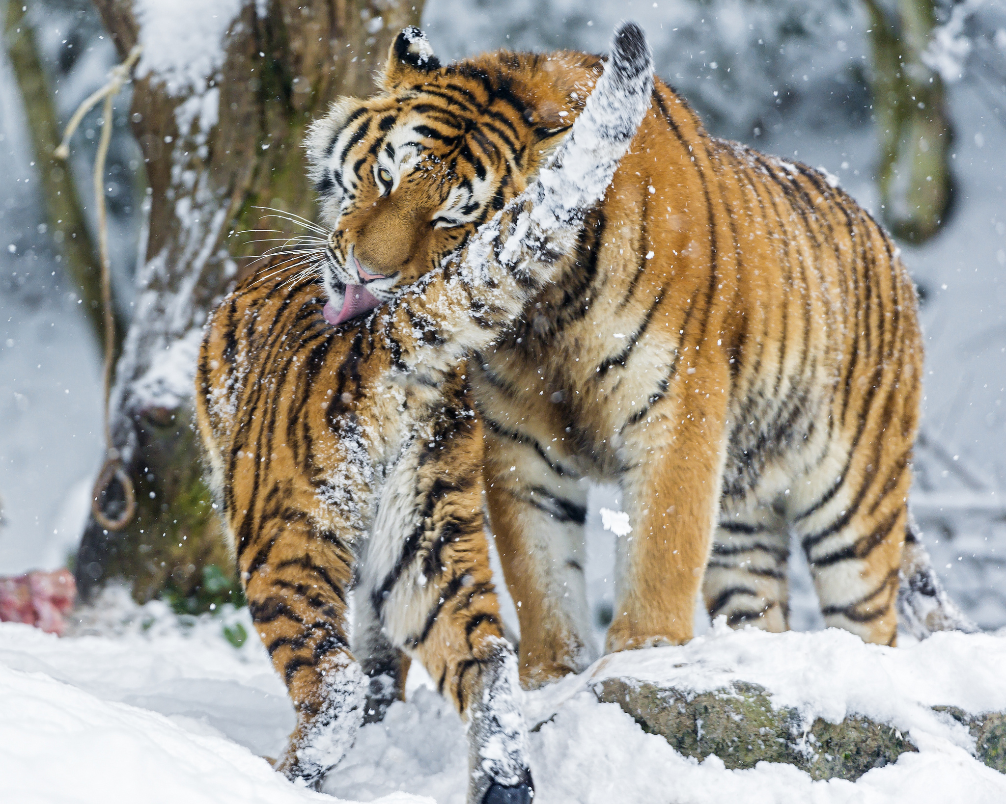 Обои тигр, снег, зима, хищник, большая кошка, игры, умывание, амурские, tiger, snow, winter, predator, big cat, game, washing, amur разрешение 2048x1638 Загрузить