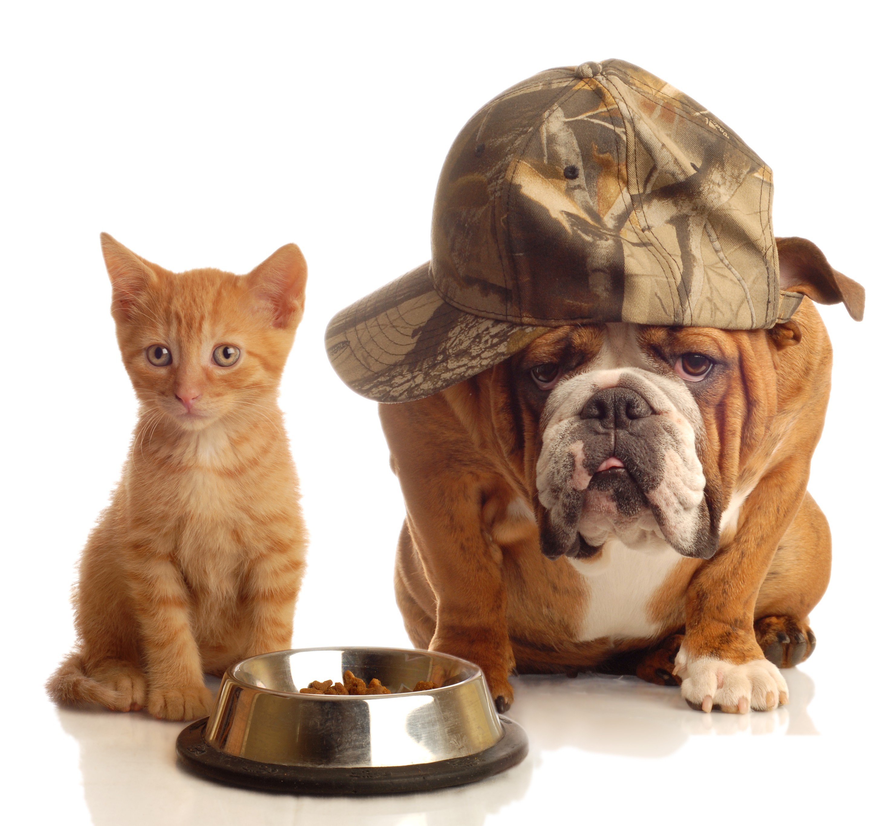 Обои животные, котенок, друзья, кепка, бульдог, миска, кошка. собака, animals, kitty, friends, cap, bulldog, bowl, cat. dog разрешение 2943x2733 Загрузить