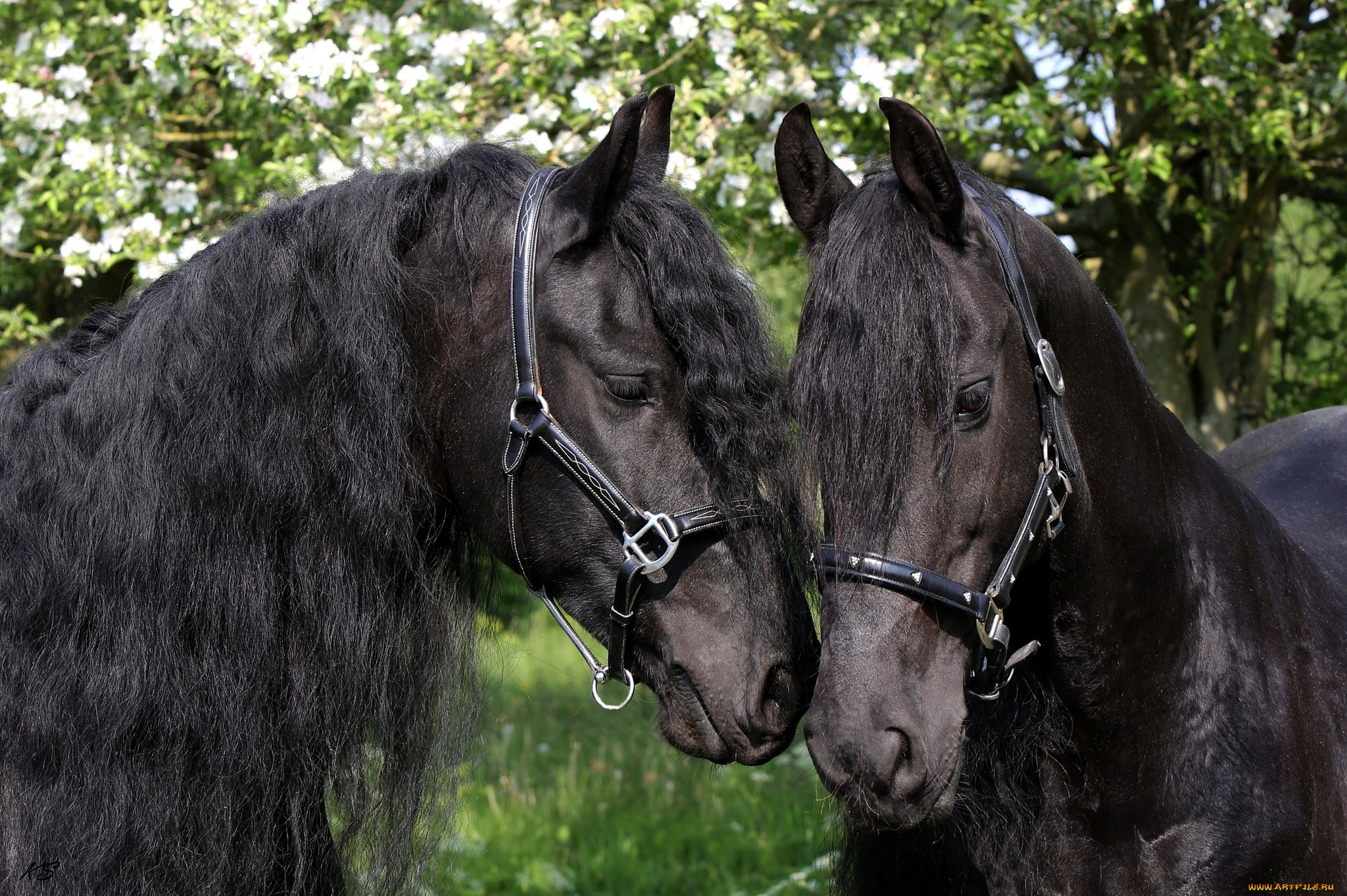 Обои лошади, грива, чёрные, яблони, пара коней вороных, horse, mane, black, apple, a pair of horses black horses разрешение 2048x1363 Загрузить