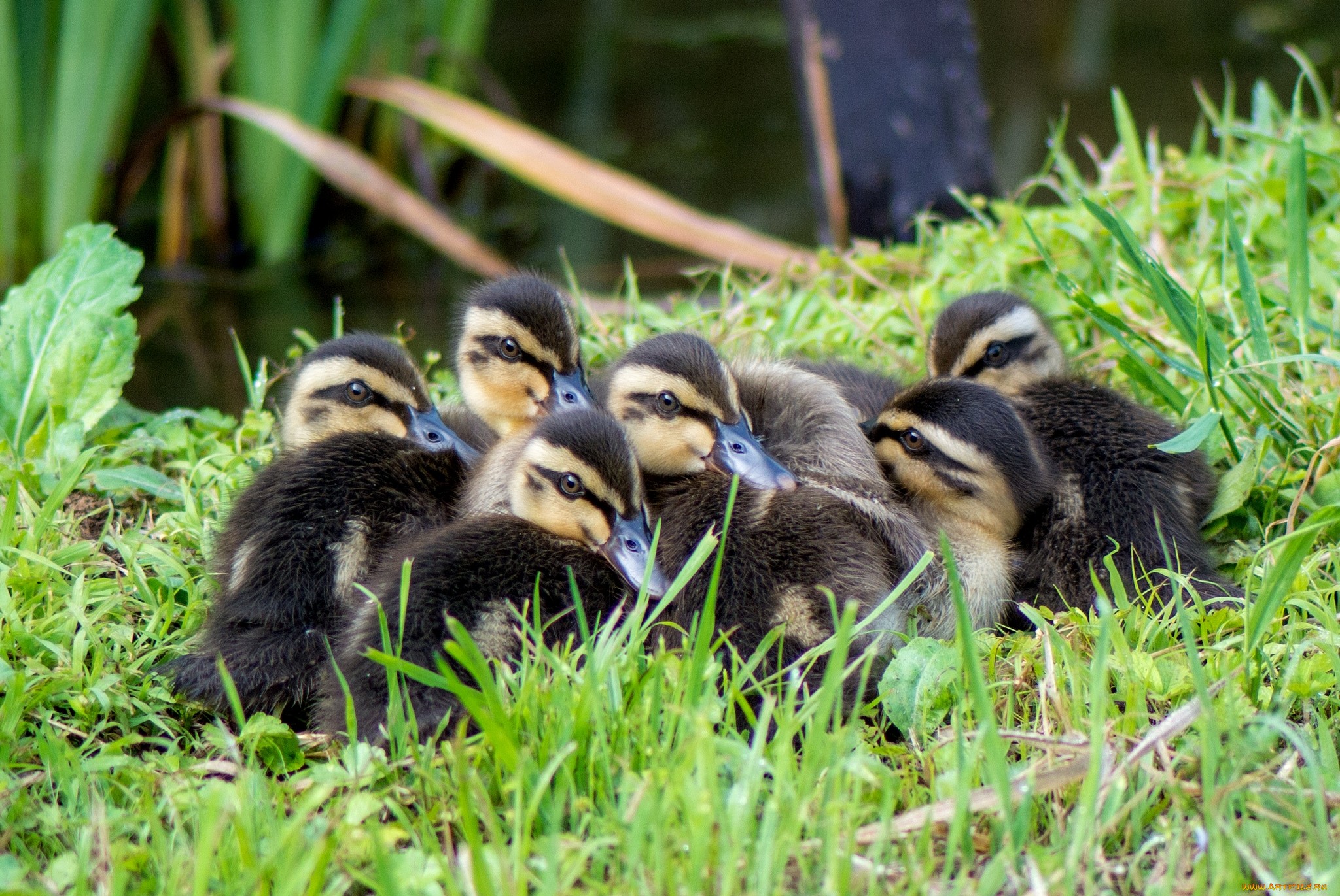 Обои трава, птицы, утята, утки, grass, birds, ducklings, duck разрешение 2048x1371 Загрузить