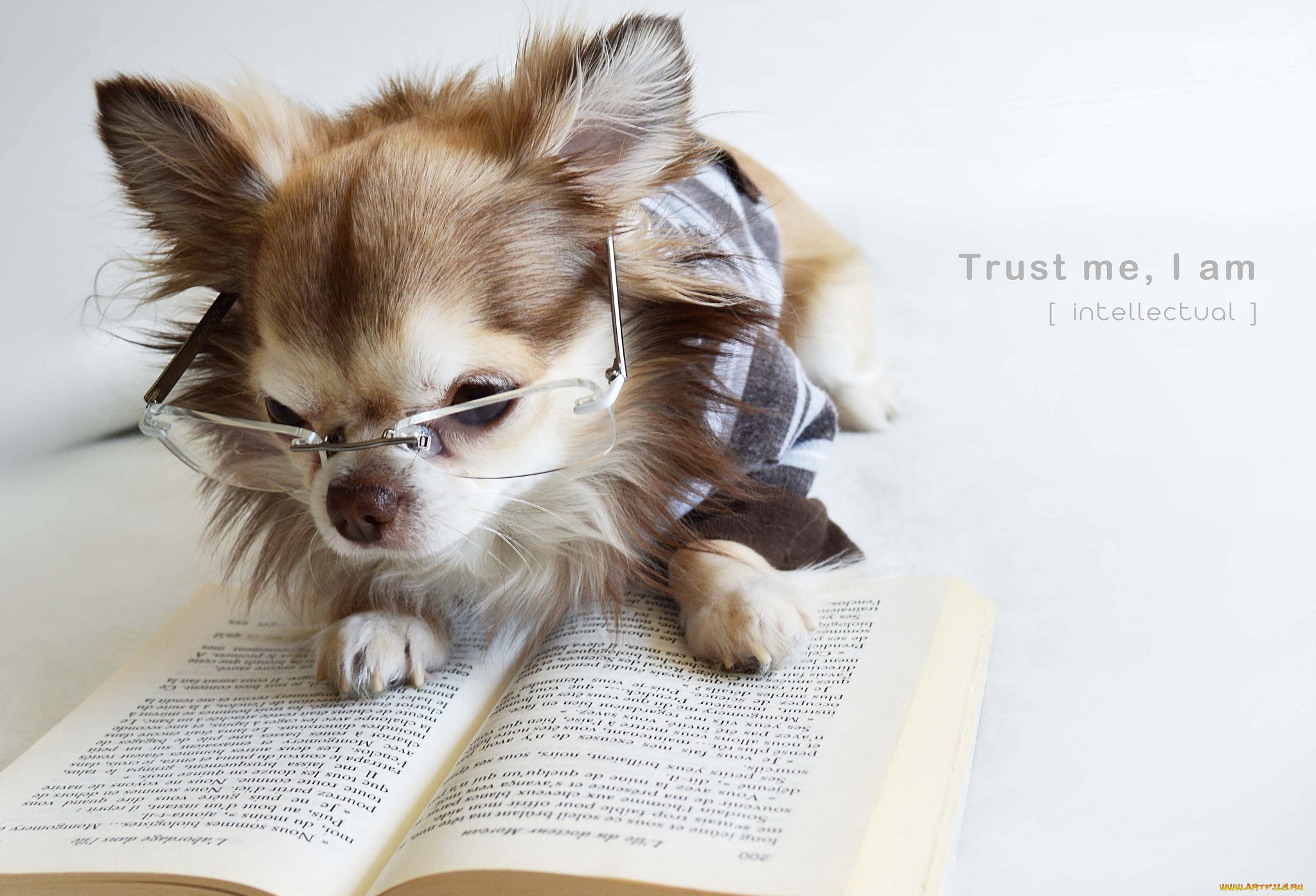 Обои очки, собака, щенок, книга, чихуахуа, glasses, dog, puppy, book, chihuahua разрешение 2048x1395 Загрузить
