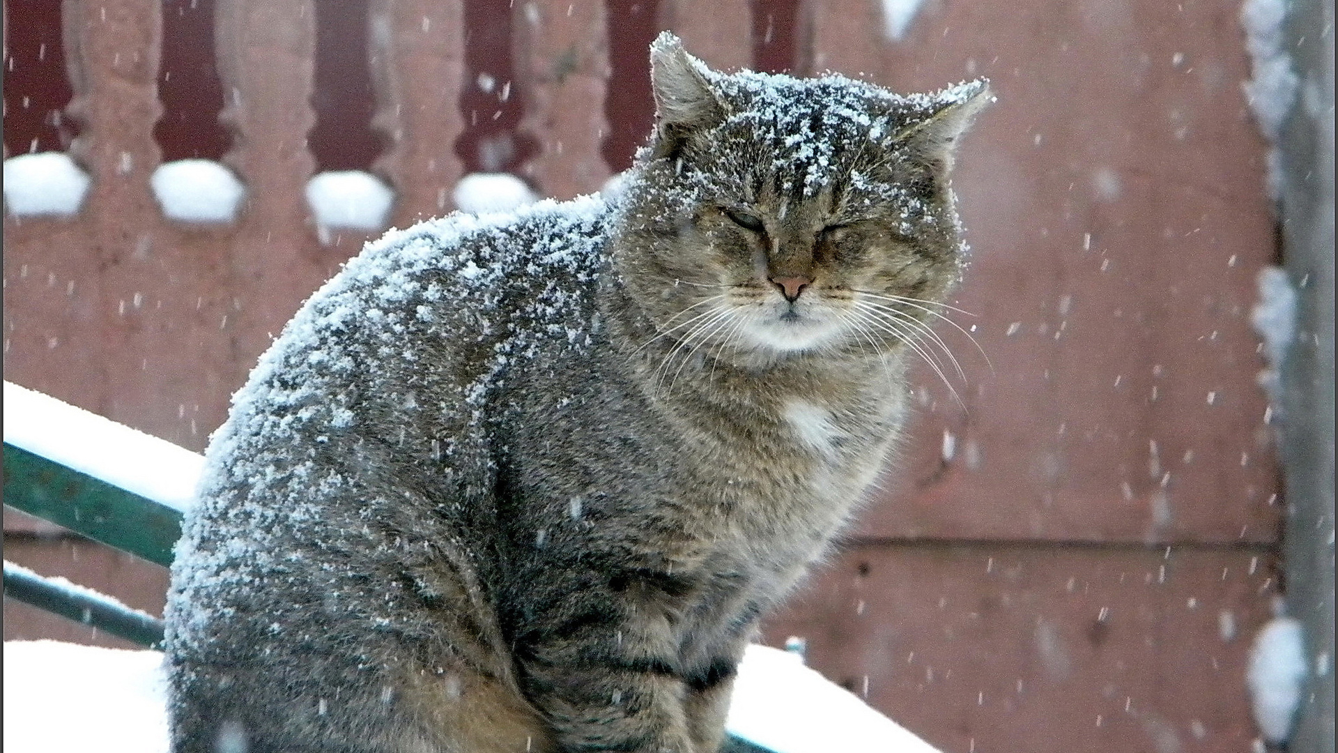 Обои зима, кот, серый, большой, снегопад, winter, cat, grey, large, snowfall разрешение 1920x1080 Загрузить