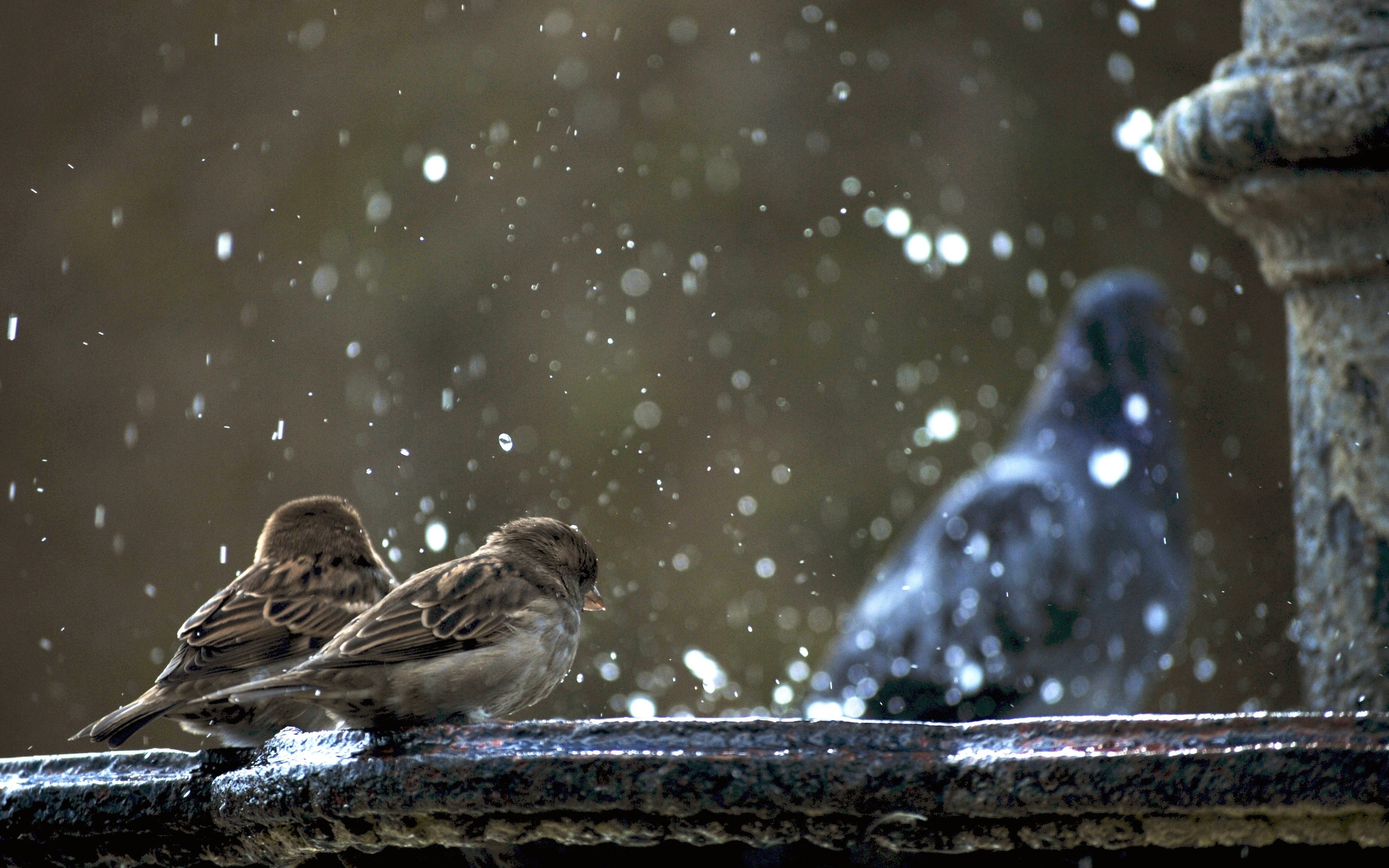 Обои фонтан, голубь, воробьи, гуля не в фокусе, fountain, dove, sparrows, ghoul is not in focus разрешение 2560x1600 Загрузить