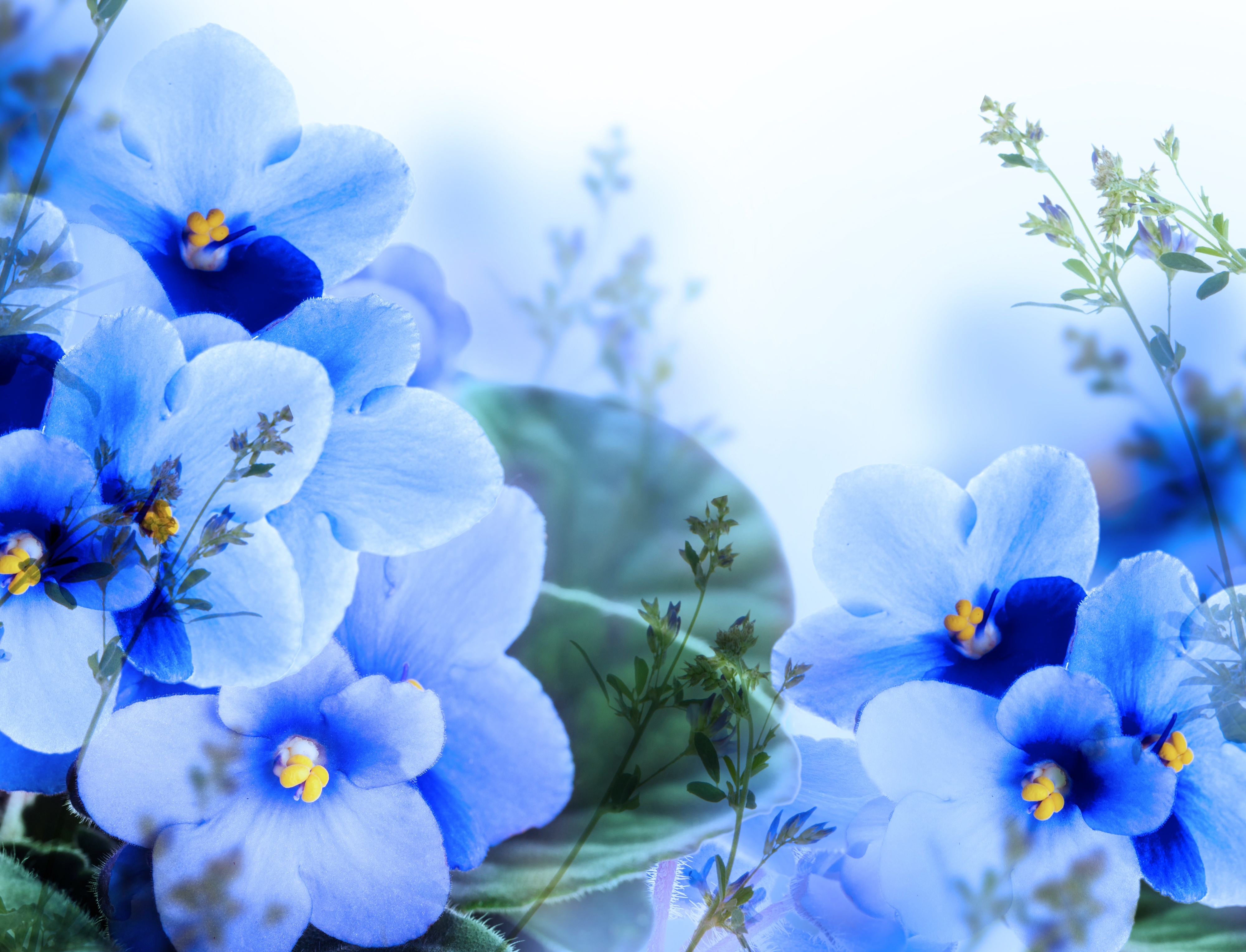 Обои цветы, лепестки, синие, фиалки, flowers, petals, blue, violet разрешение 4000x3055 Загрузить