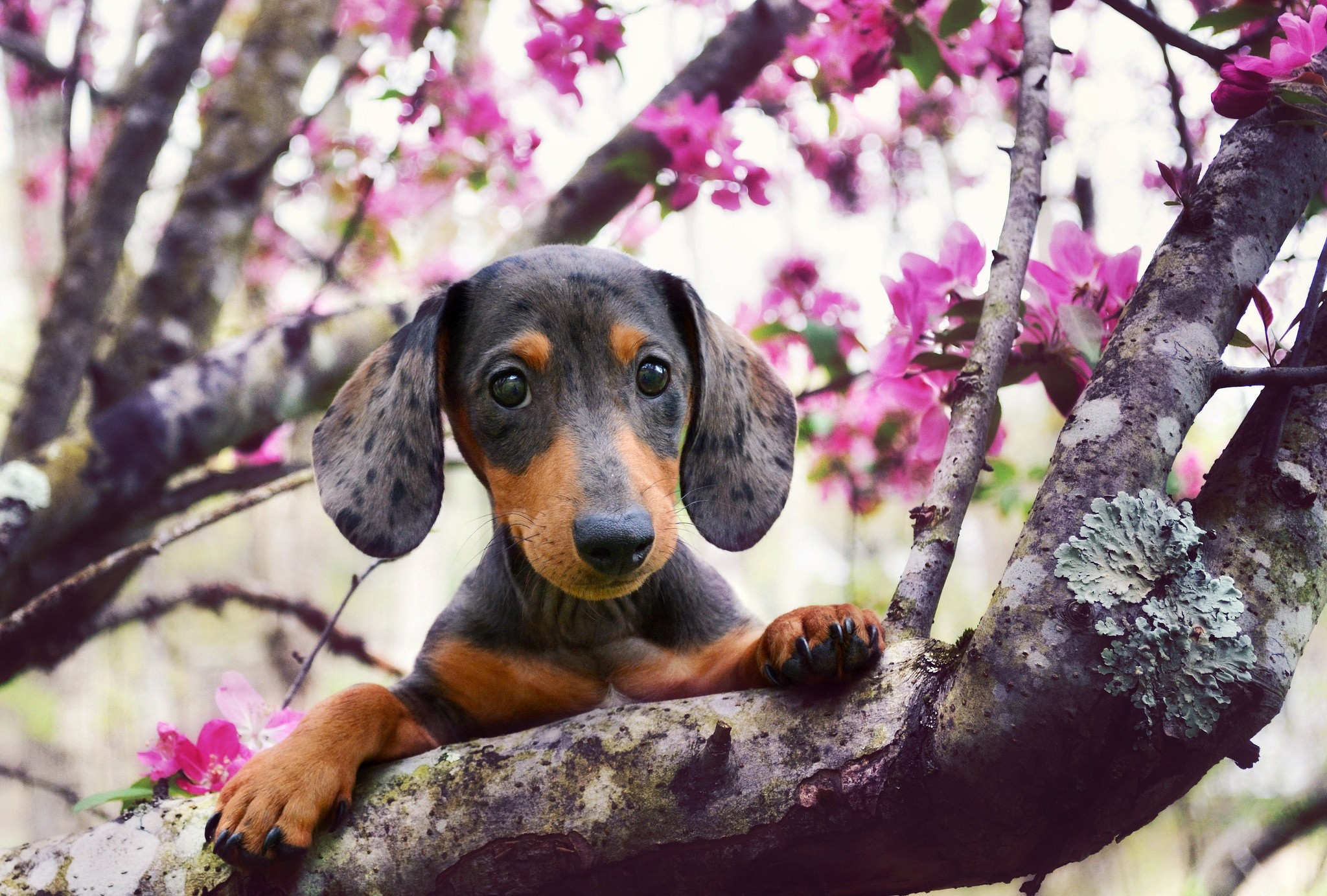 Обои взгляд, собака, весна, такса, цветущее дерево, look, dog, spring, dachshund, flowering tree разрешение 2048x1383 Загрузить