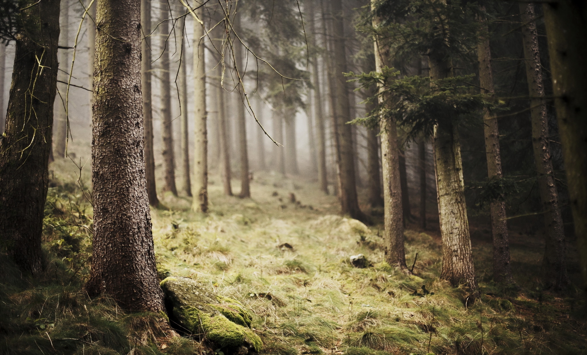 Обои деревья, природа, лес, туман, trees, nature, forest, fog разрешение 2047x1236 Загрузить