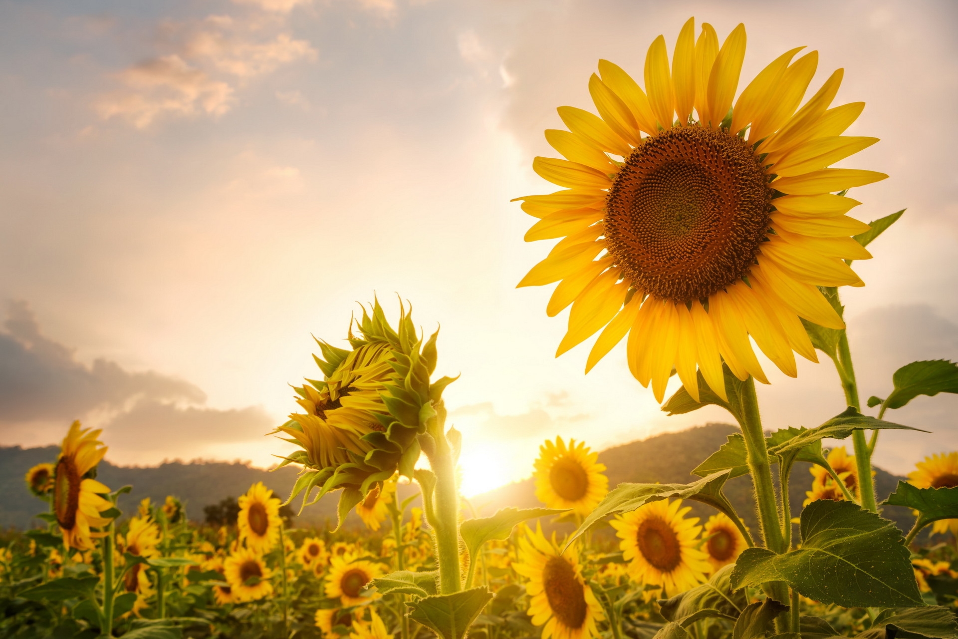 Обои цветы, природа, макро, поле, подсолнух, желтые, flowers, nature, macro, field, sunflower, yellow разрешение 1920x1280 Загрузить