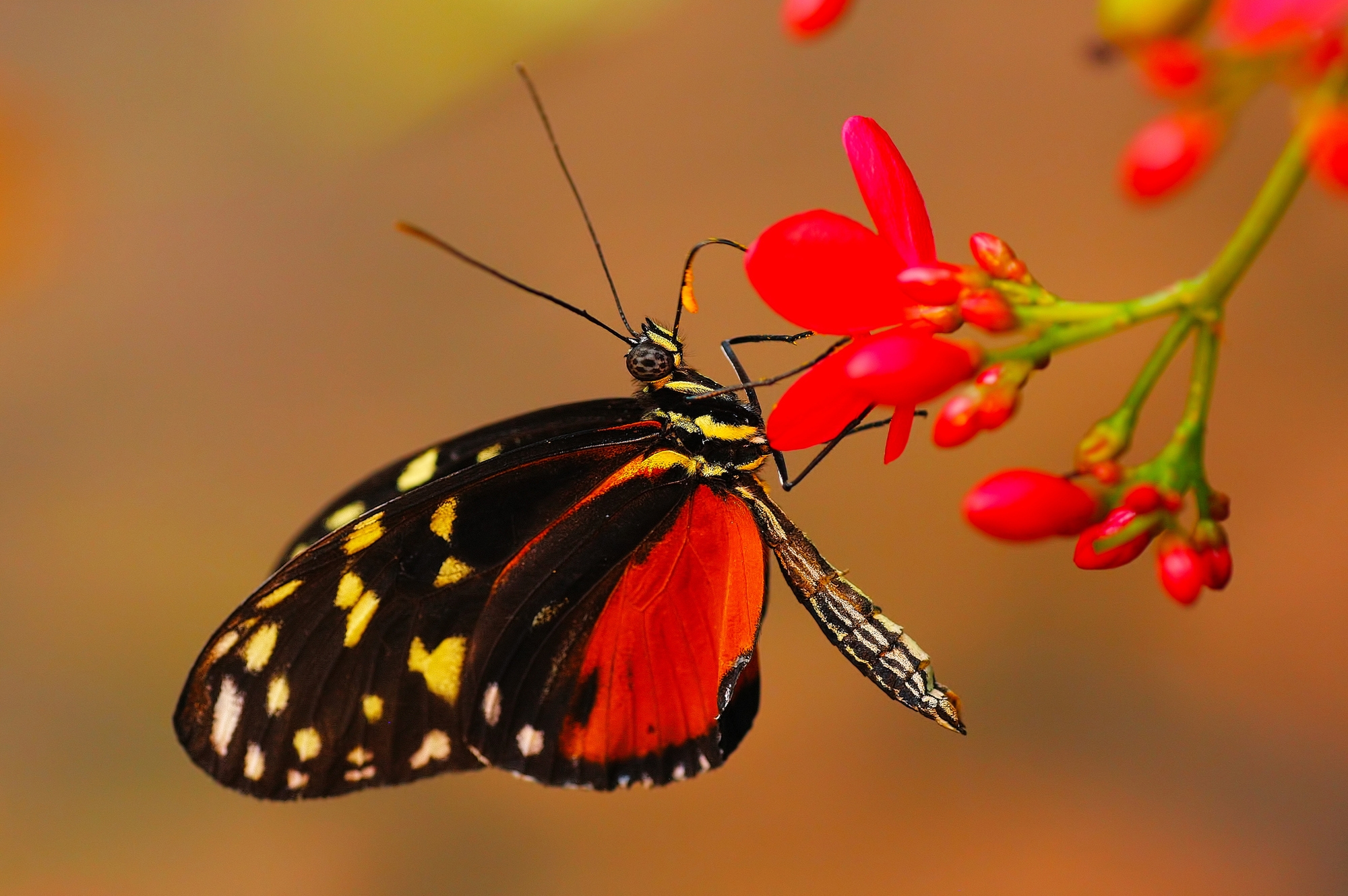 Обои цветы, макро, фон, бабочка, крылья, насекомые, flowers, macro, background, butterfly, wings, insects разрешение 2000x1331 Загрузить