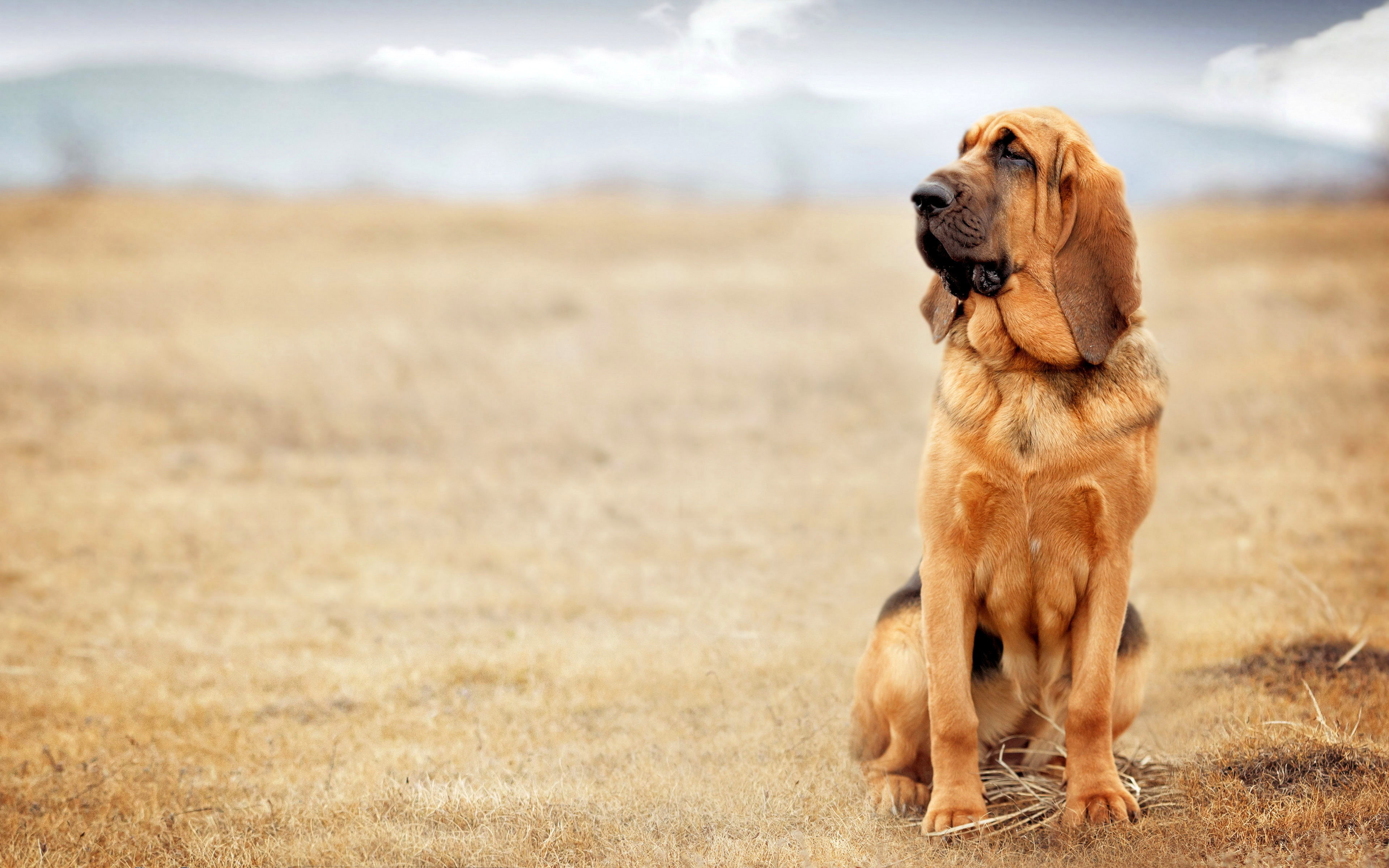Обои природа, собака, бассет, бладхаунд, nature, dog, bassett, the bloodhound разрешение 3840x2400 Загрузить