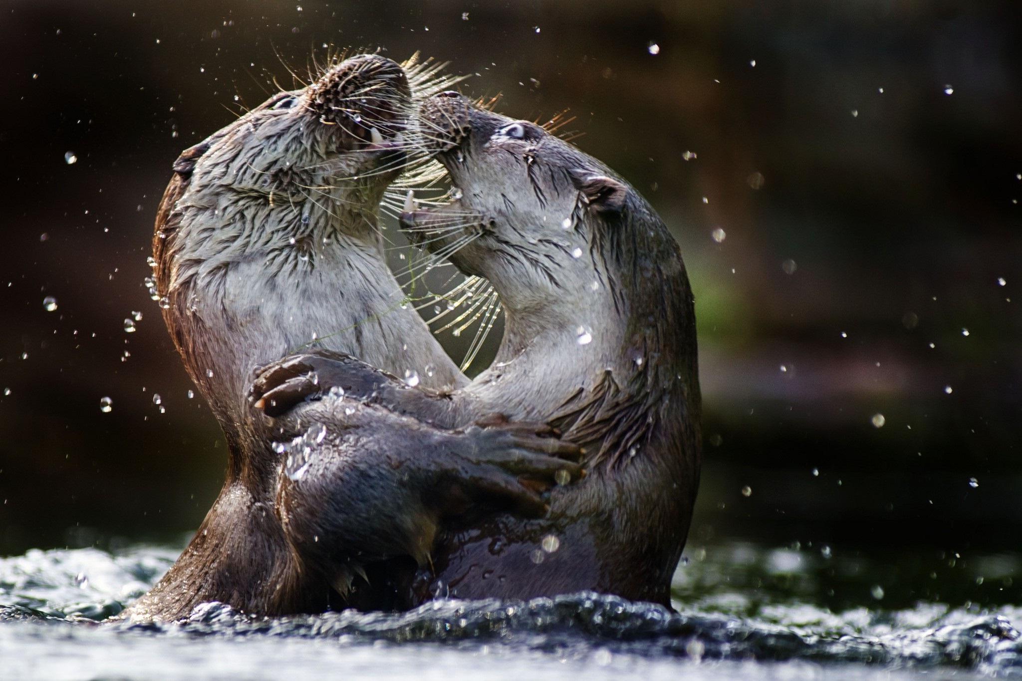 Обои вода, животные, выдры, речная выдра, water, animals, otters, river otter разрешение 2048x1365 Загрузить