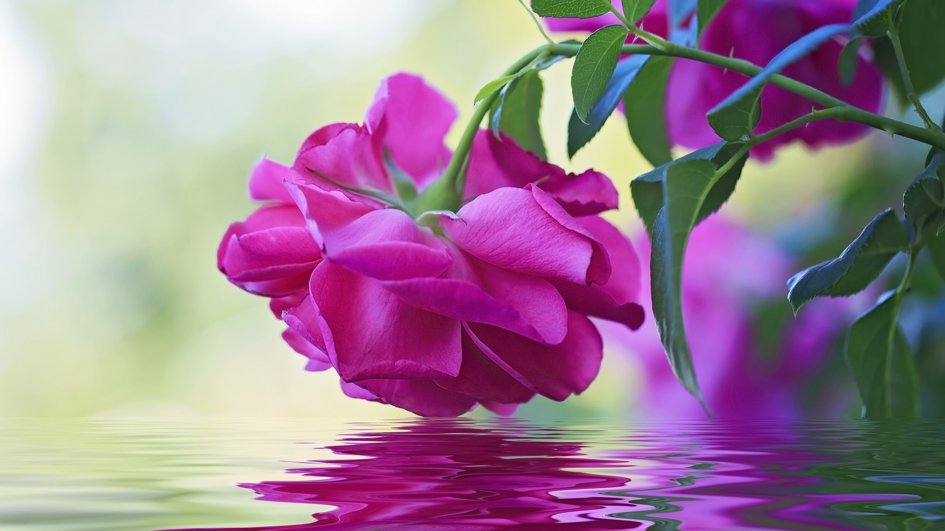 Обои вода, макро, отражение, цветок, роза, бутон, water, macro, reflection, flower, rose, bud разрешение 1920x1080 Загрузить