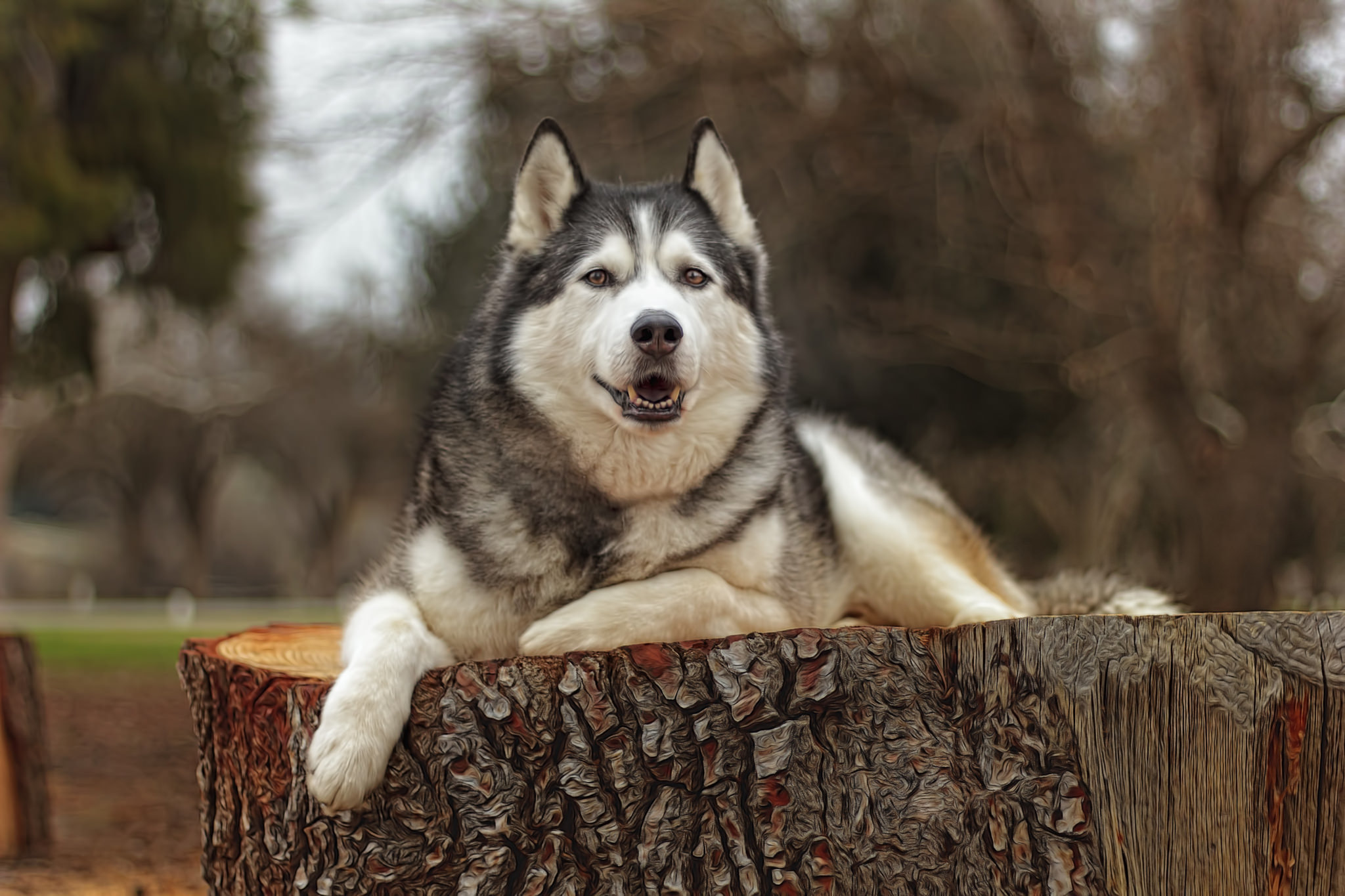 Обои взгляд, собака, хаски, друг, look, dog, husky, each разрешение 2048x1365 Загрузить