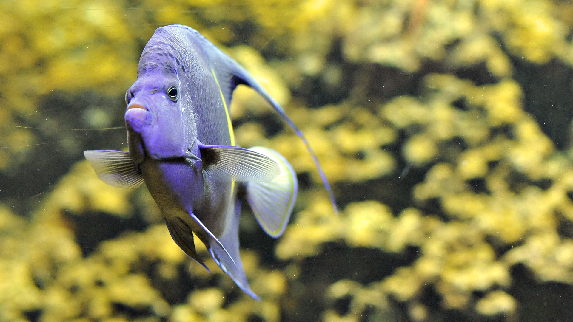 Обои аквариум, рыбка, рыба, фиолетовая, скалярия, aquarium, fish, purple, scalars разрешение 1920x1080 Загрузить