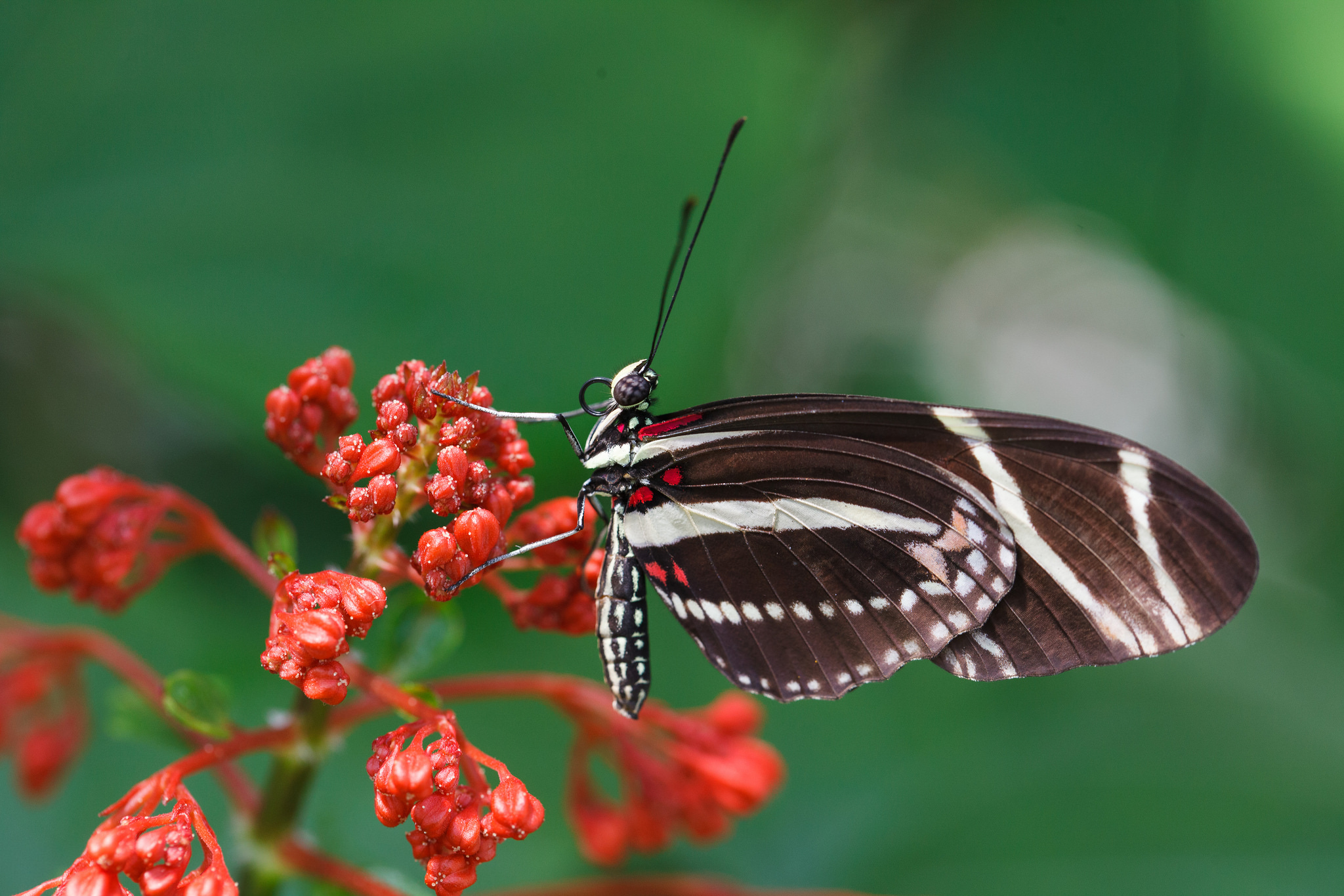 Обои насекомое, цветок, бабочка, крылья, растение, мотылек, insect, flower, butterfly, wings, plant, moth разрешение 2048x1365 Загрузить