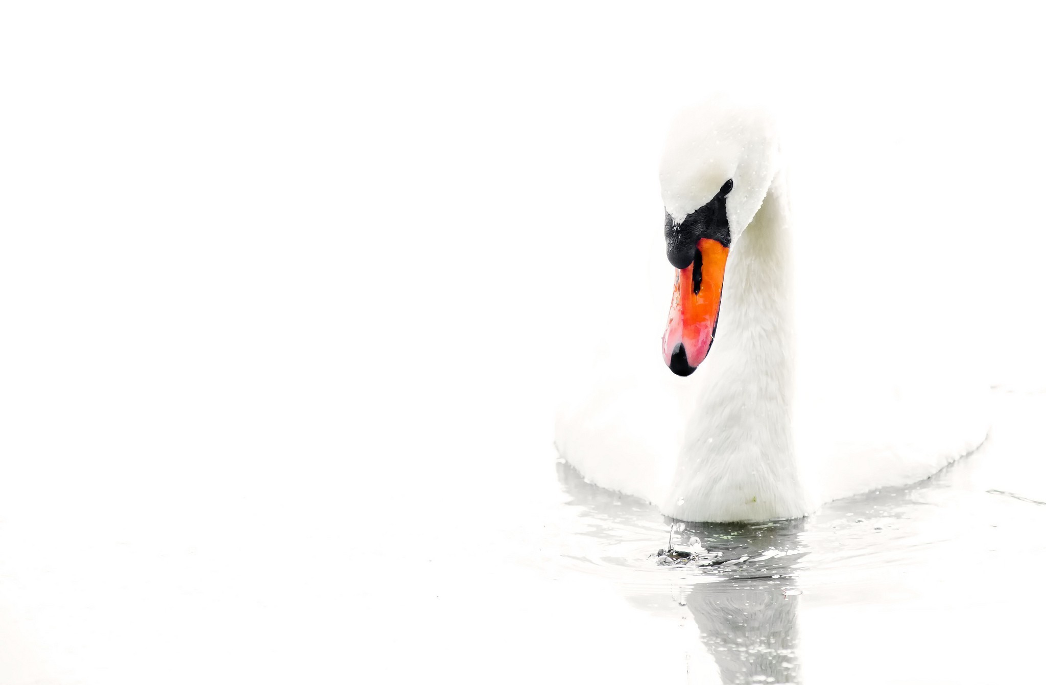 Обои вода, белый, птица, белый фон, лебедь, water, white, bird, white background, swan разрешение 2048x1342 Загрузить