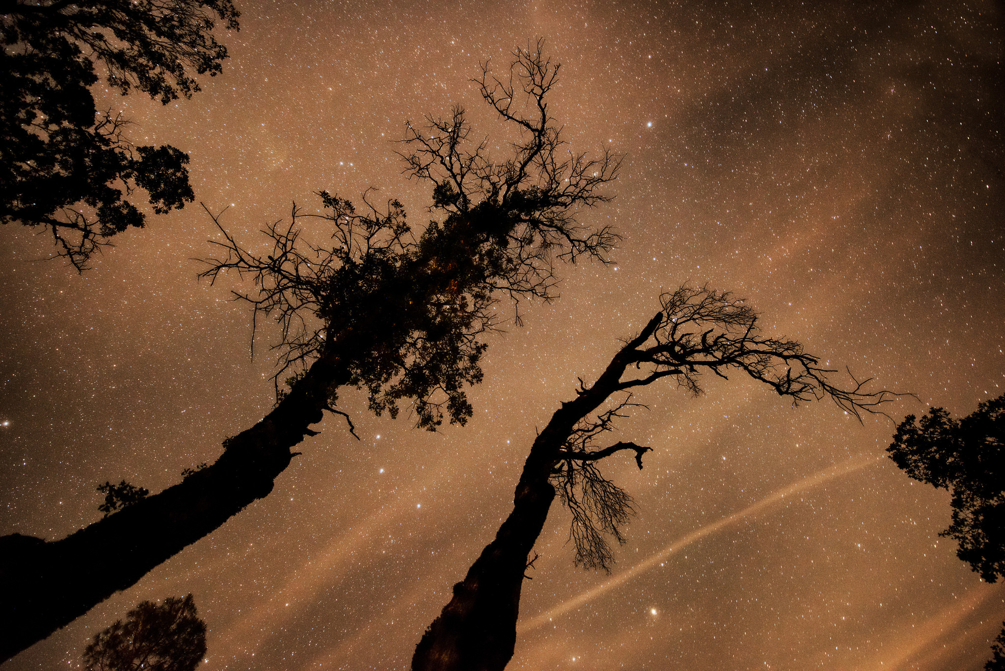 Обои деревья, космос, звезды, пространство, trees, space, stars разрешение 2048x1367 Загрузить