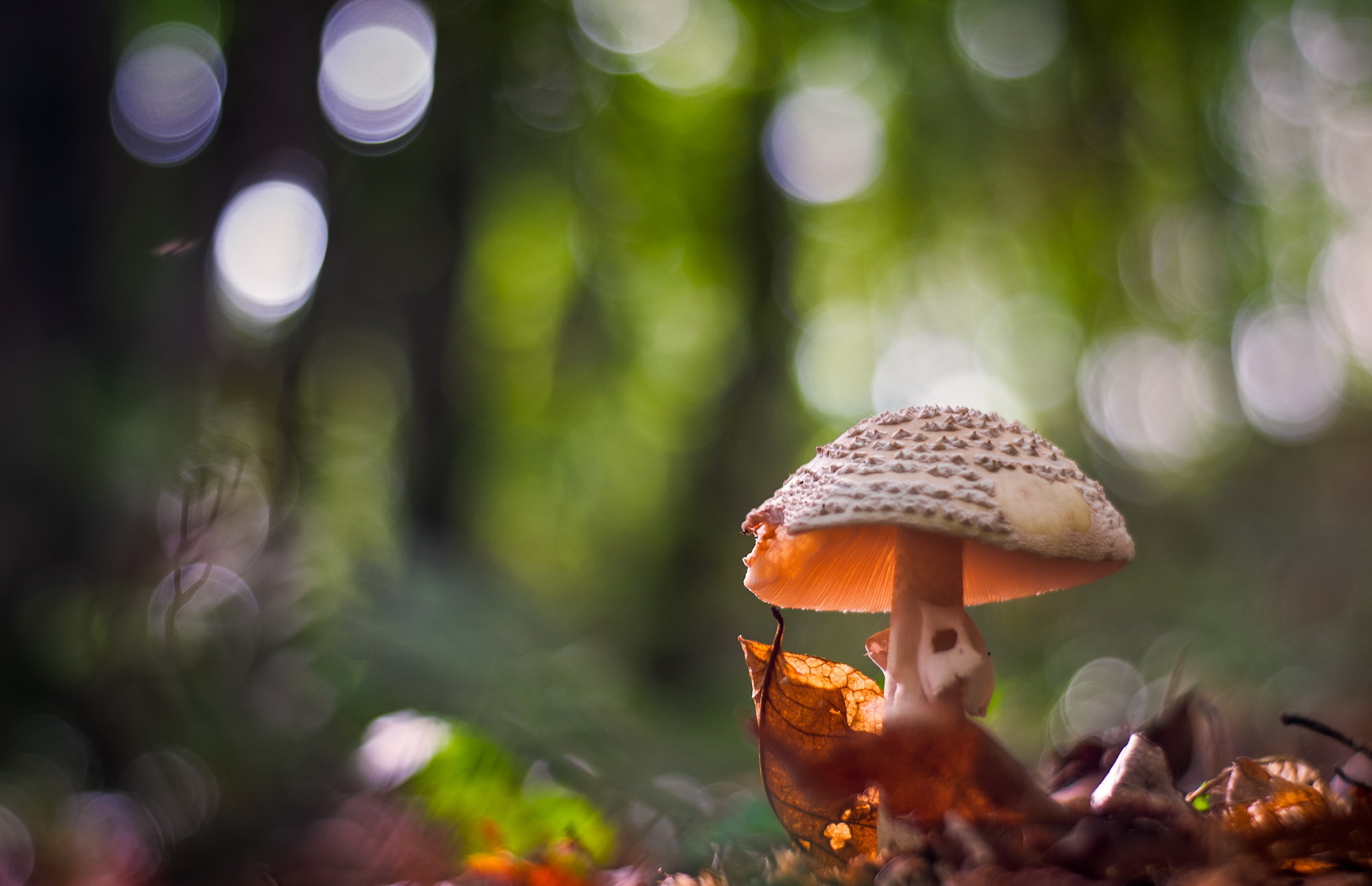 Обои природа, фон, гриб, nature, background, mushroom разрешение 1999x1292 Загрузить