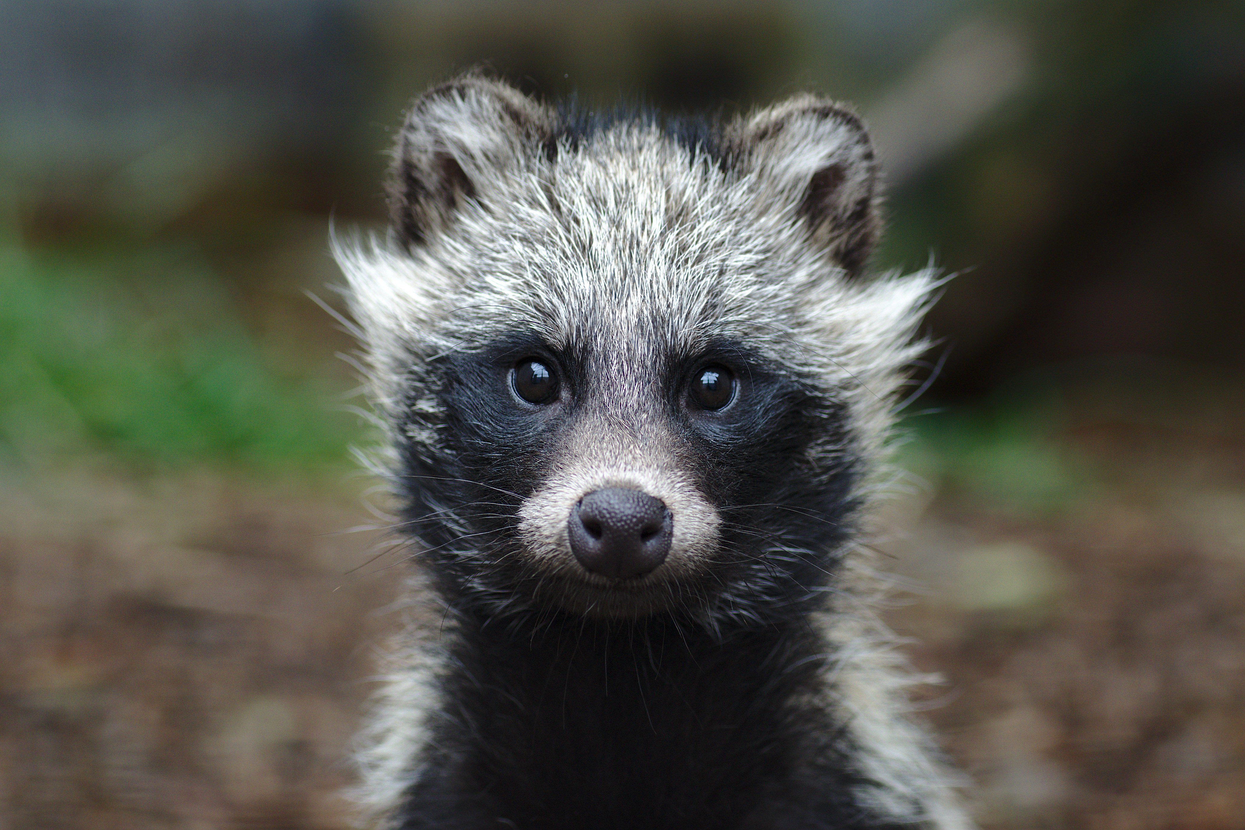 Обои мордочка, взгляд, животное, уши, малыш, енот, muzzle, look, animal, ears, baby, raccoon разрешение 4179x2786 Загрузить