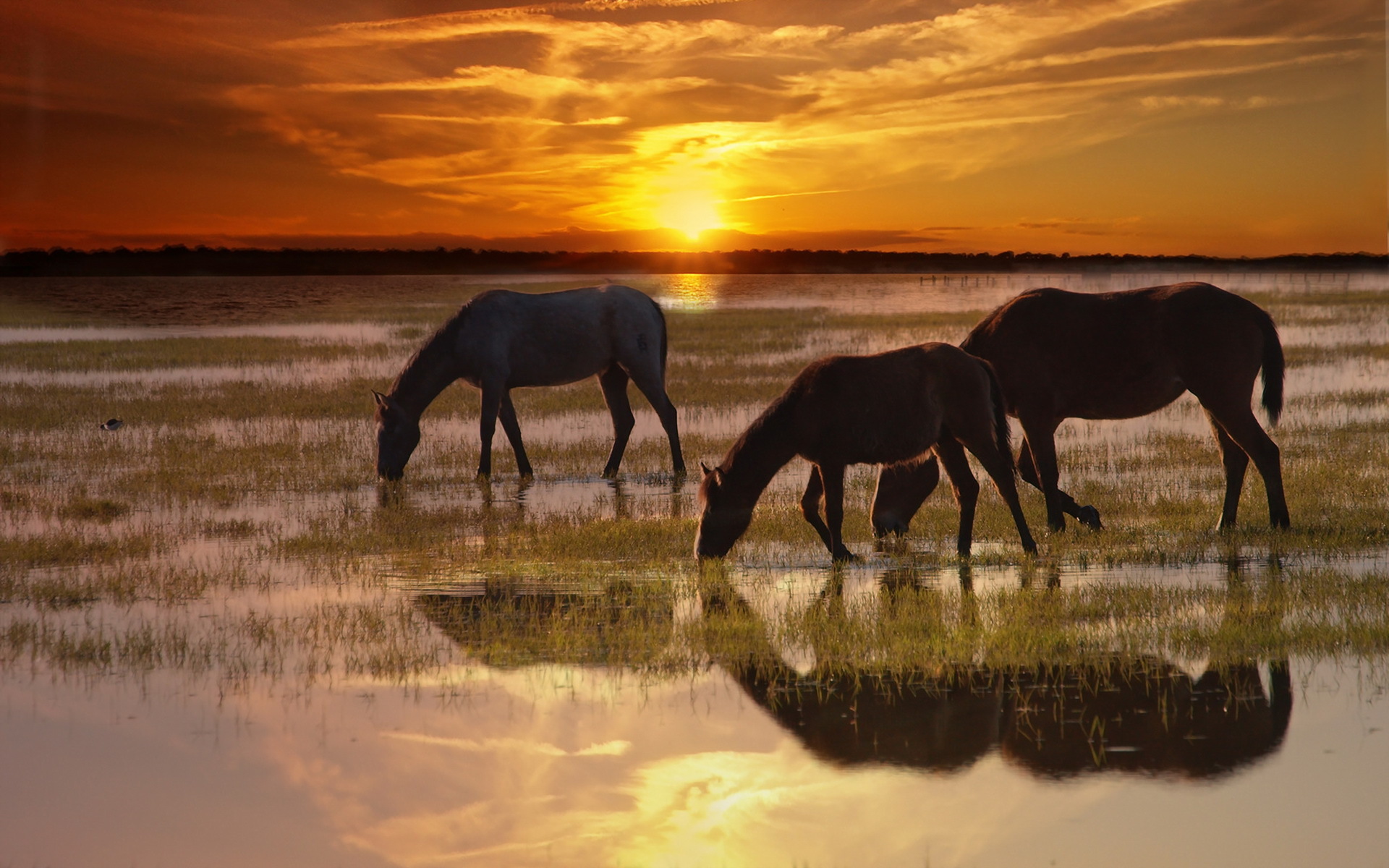 Обои природа, закат, лошади, кони, nature, sunset, horse, horses разрешение 1920x1200 Загрузить