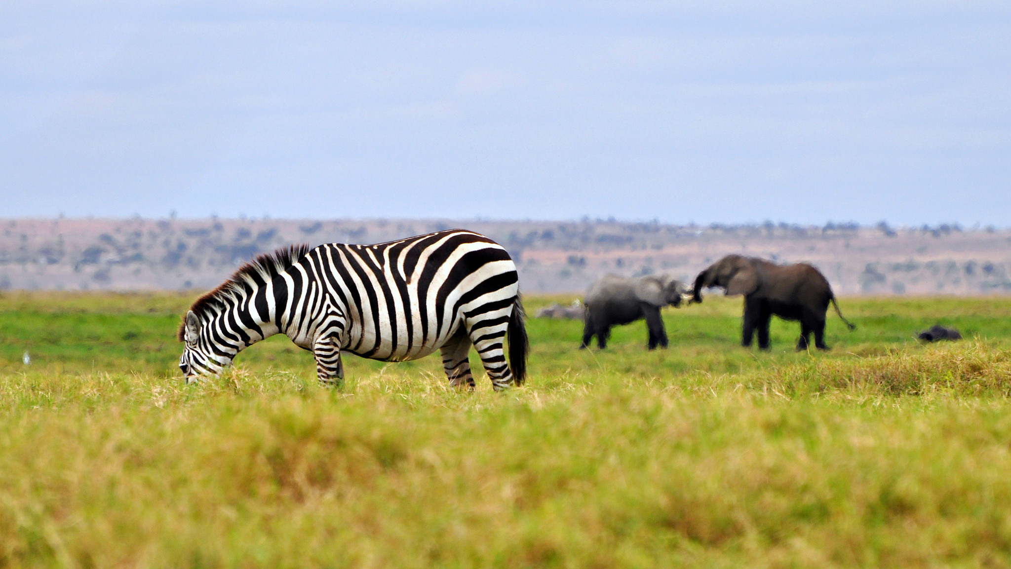 Обои трава, зебра, животные, слоны, саванна, штат джорджия, grass, zebra, animals, elephants, savannah, georgia разрешение 2048x1153 Загрузить