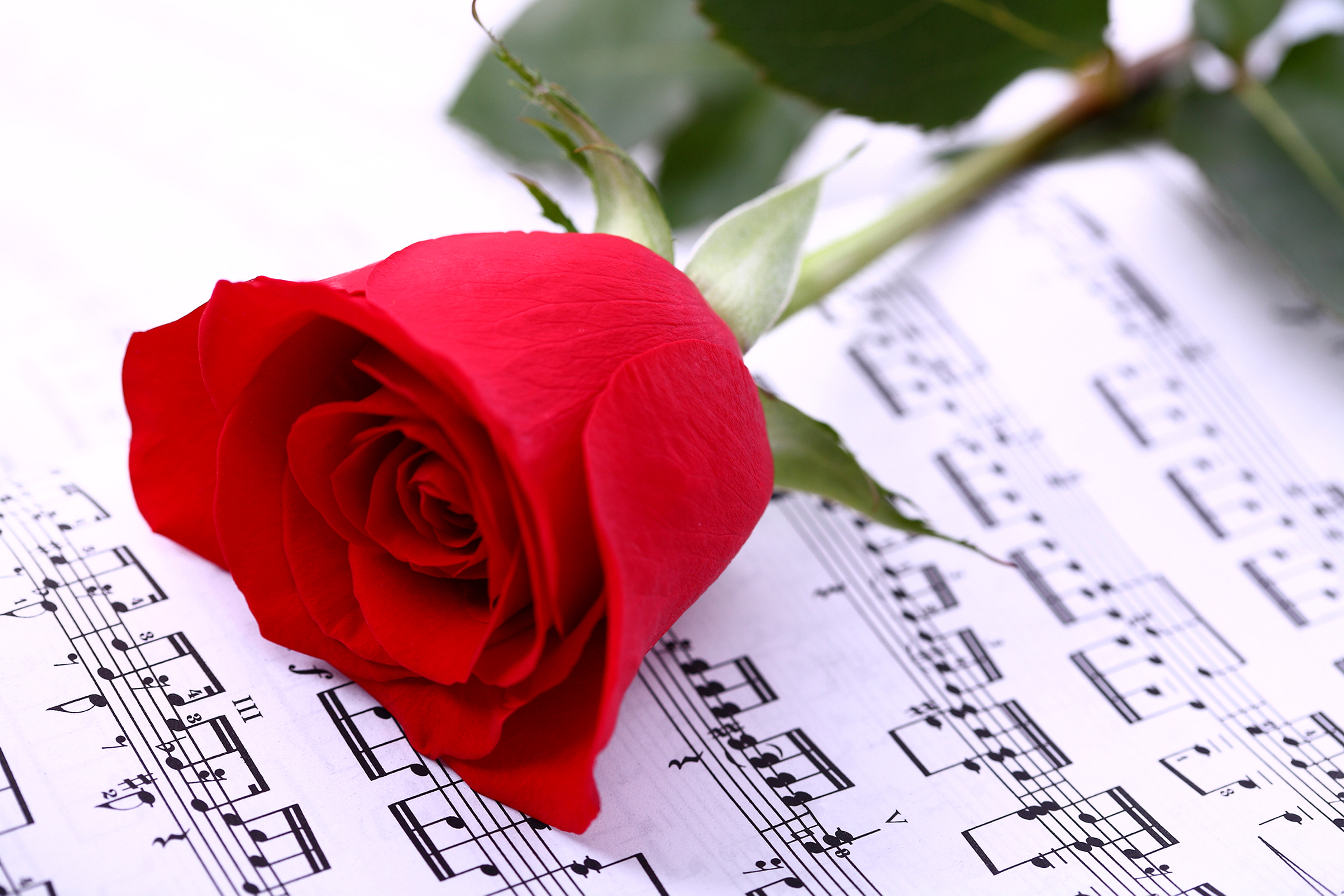 Обои цветок, роза, красная, лист, музыкальные ноты, flower, rose, red, sheet, musical notes разрешение 3750x2500 Загрузить