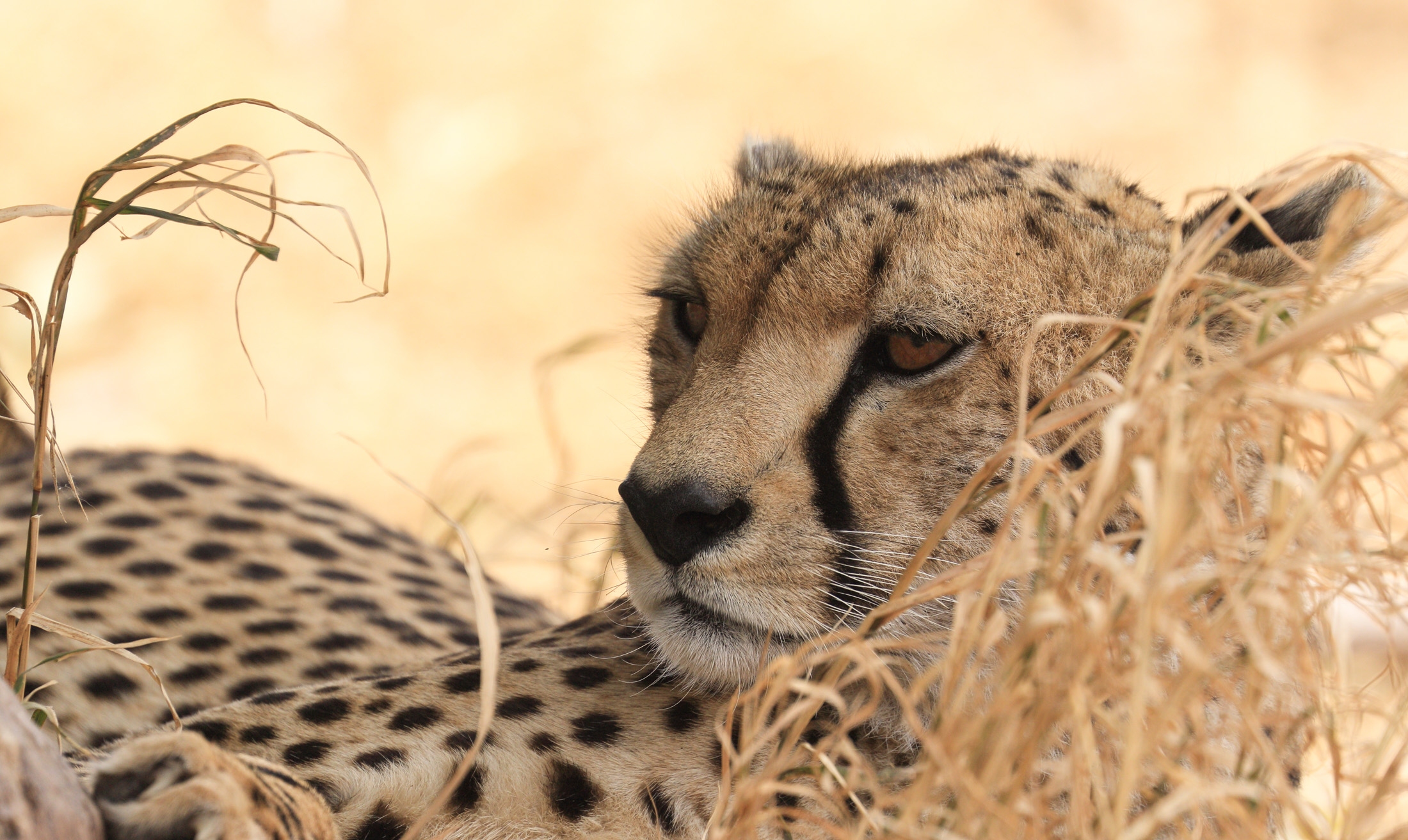 Обои хищник, гепард, дикая кошка, predator, cheetah, wild cat разрешение 2200x1313 Загрузить