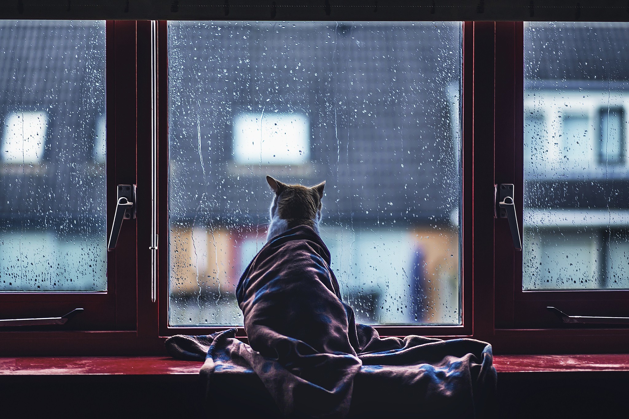 Обои кот, капли, кошка, дождь, окно, стекло, одеяло, cat, drops, rain, window, glass, blanket разрешение 2048x1365 Загрузить