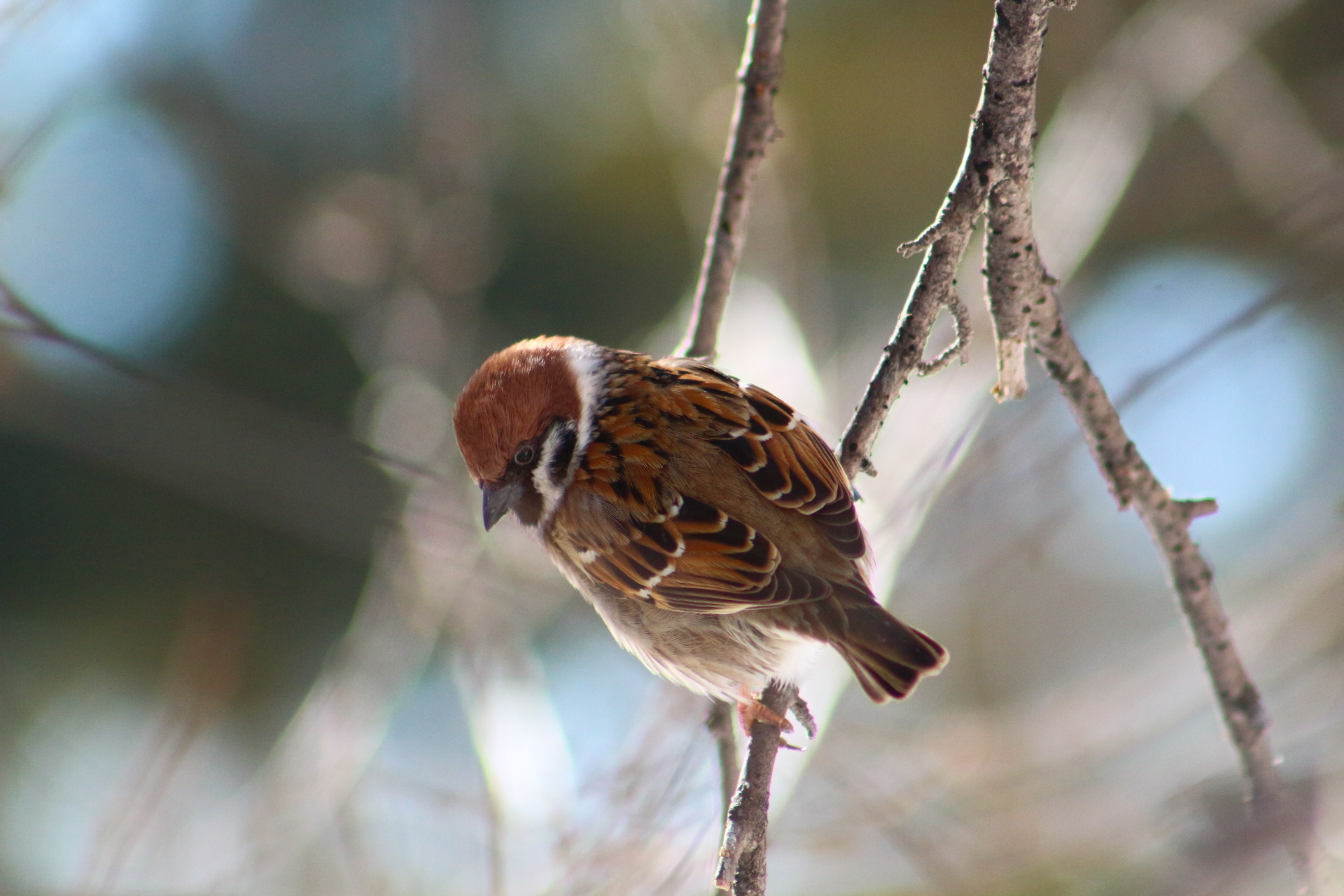 Обои лес, животные, птица, воробей, forest, animals, bird, sparrow разрешение 1920x1280 Загрузить