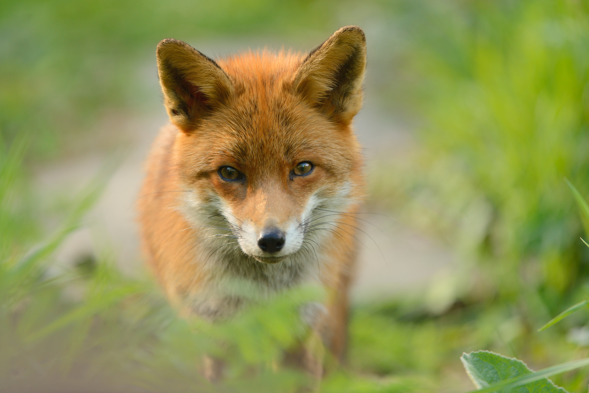 Обои рыжая, лиса, хищник, red, fox, predator разрешение 2048x1367 Загрузить