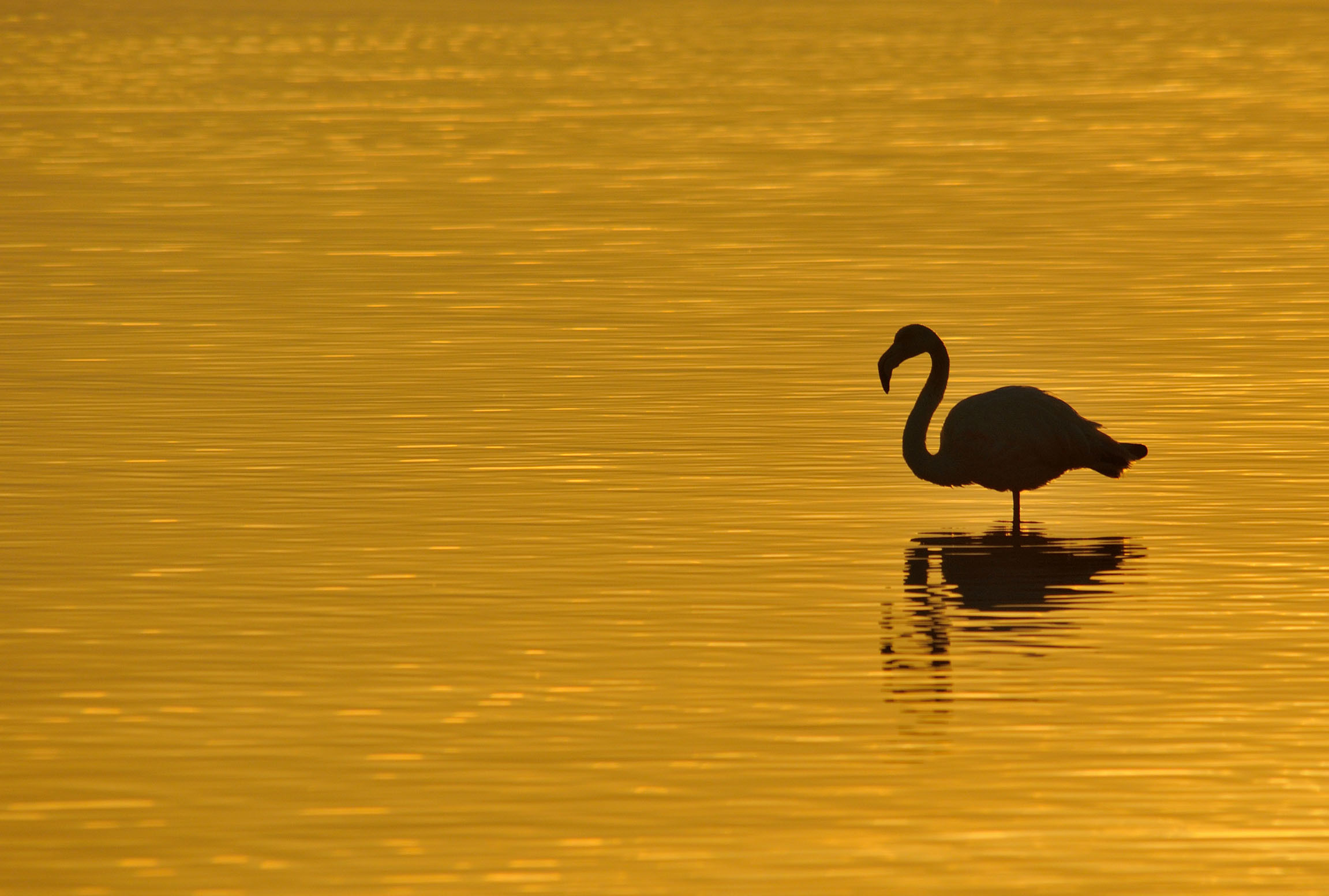 Обои море, птица, силуэт, sea, bird, silhouette разрешение 2303x1552 Загрузить