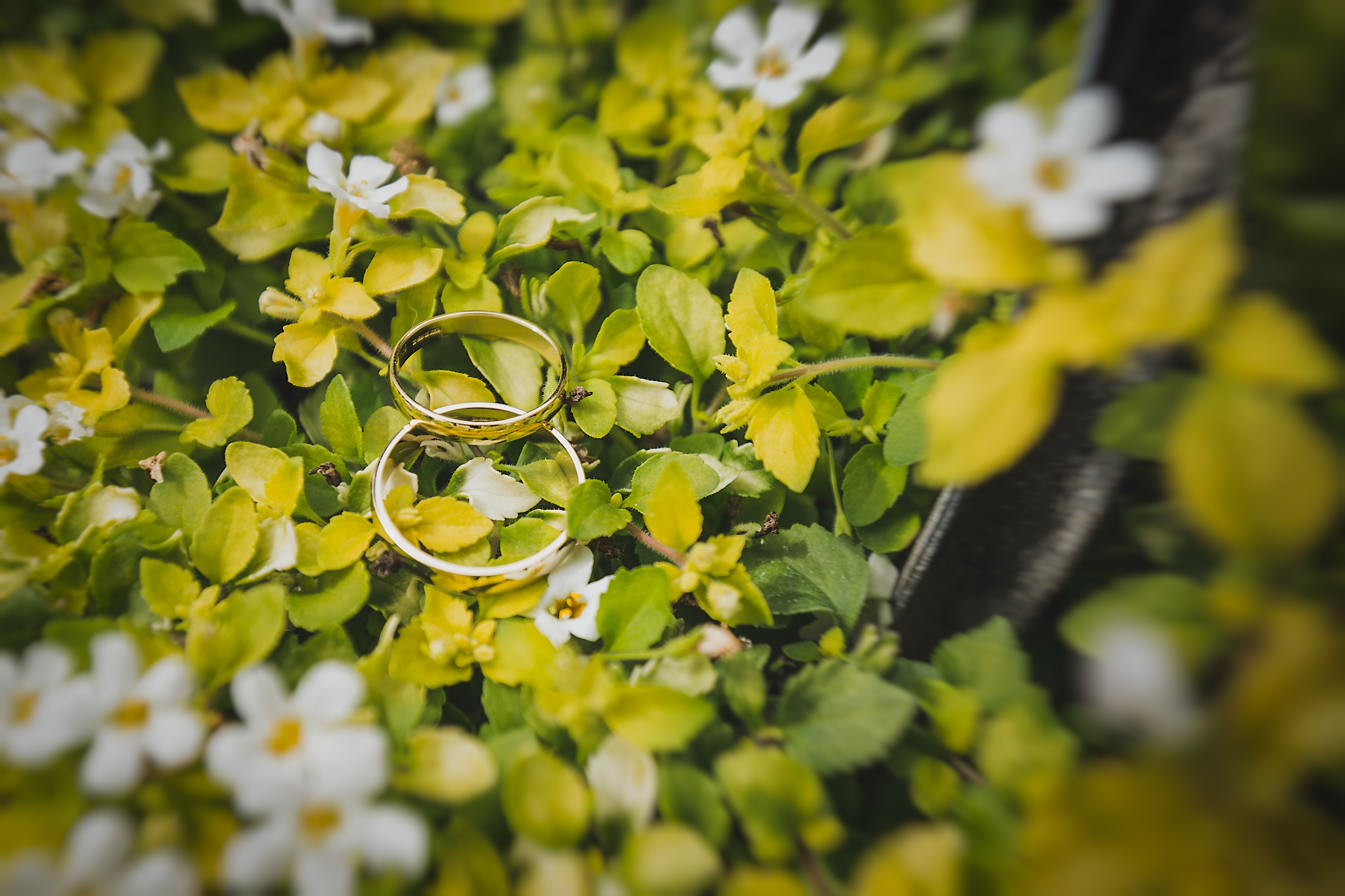 Обои цветы, листья, кольца, белые лепестки, flowers, leaves, ring, white petals разрешение 4787x3191 Загрузить