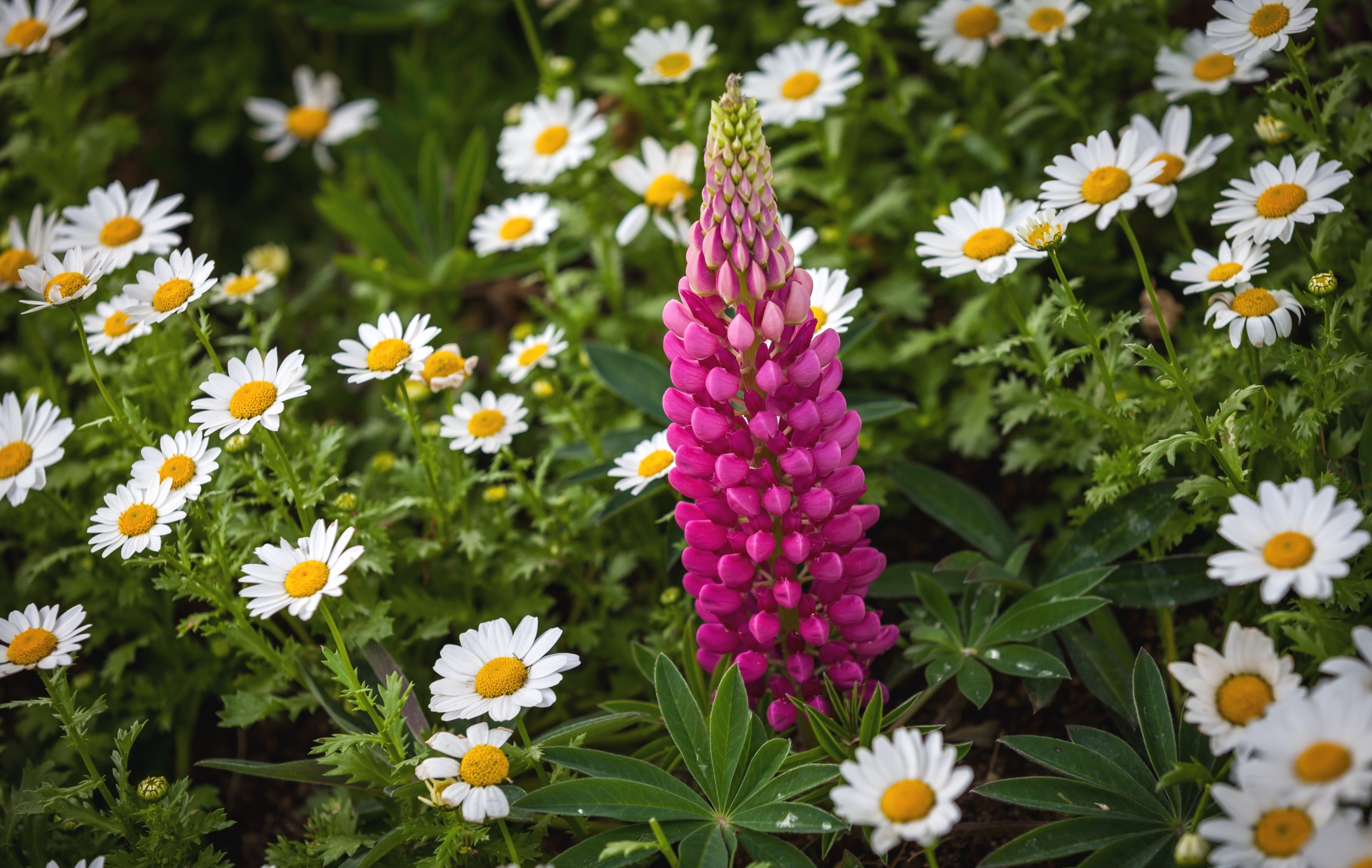 Обои цветы, листья, лето, лепестки, ромашки, люпин, flowers, leaves, summer, petals, chamomile, lupin разрешение 2700x1708 Загрузить