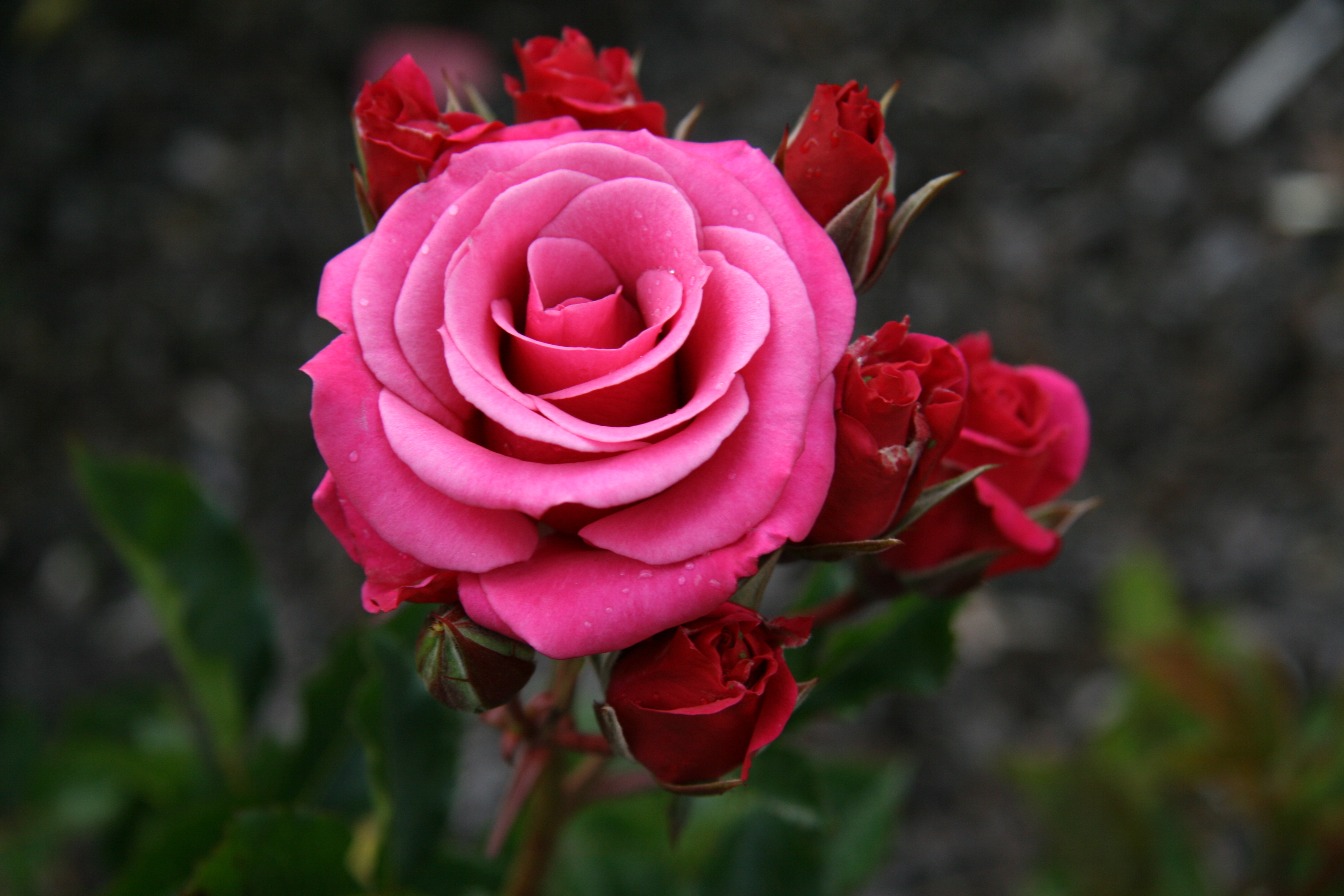 Обои бутоны, роза, розовая,  цветы, тёмно-розовая, buds, rose, pink, flowers, dark pink разрешение 3888x2592 Загрузить