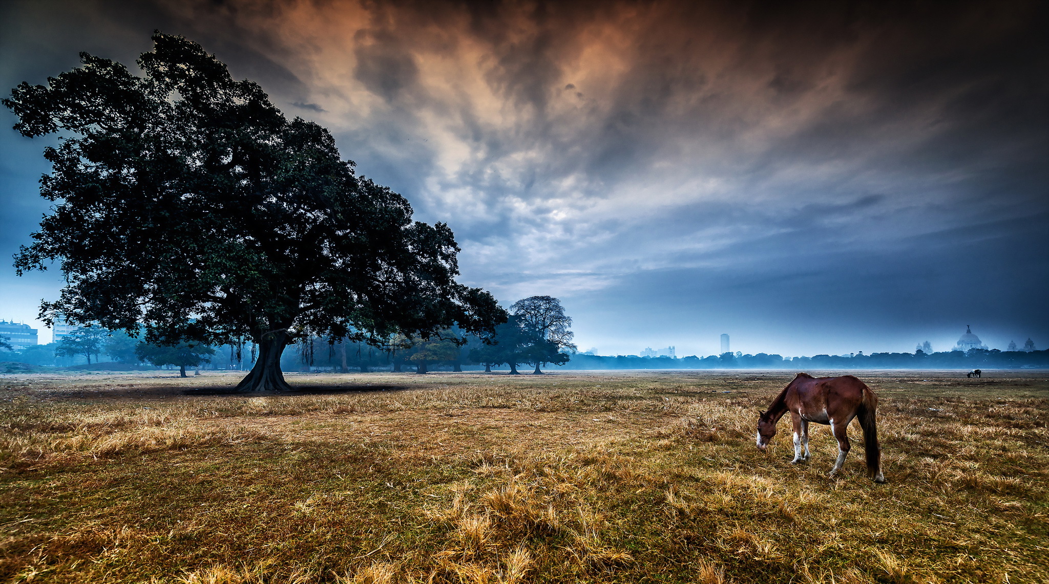 Обои лошадь, дерево, пейзаж, утро, конь, horse, tree, landscape, morning разрешение 2048x1141 Загрузить