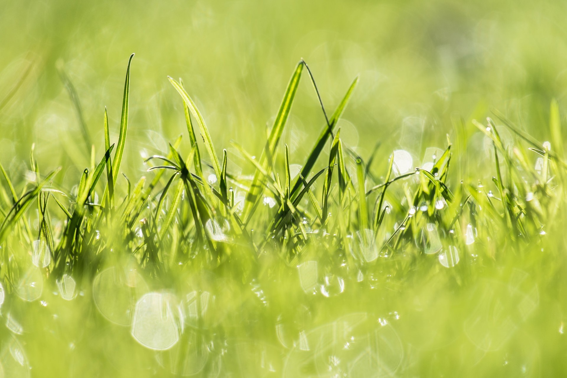 Обои свет, трава, природа, растения, зелёный, заводы, на природе, грин, легкие, light, grass, nature, plants, green разрешение 1920x1280 Загрузить