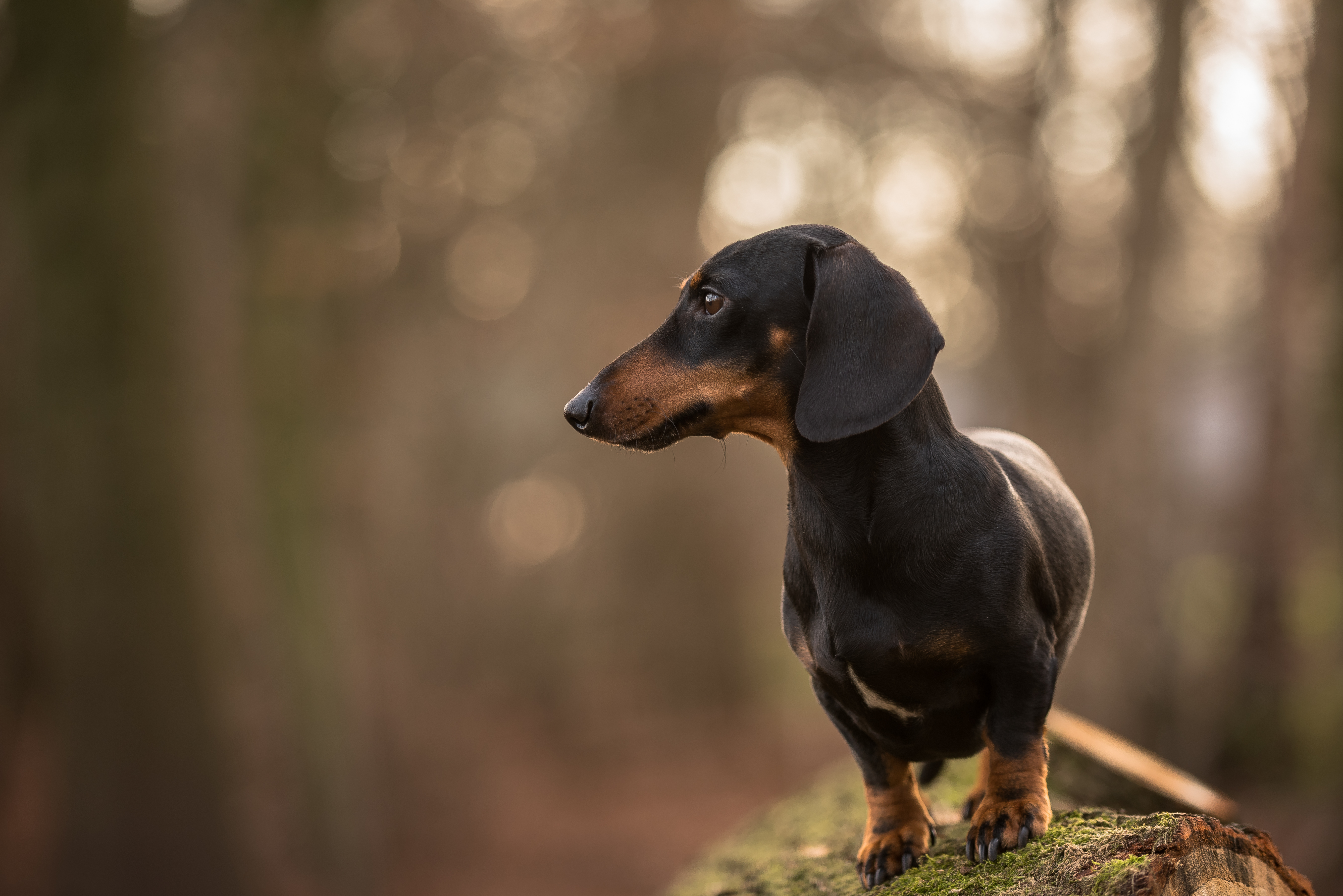 Обои взгляд, собака, друг, такса, jopie, davy, look, dog, each, dachshund разрешение 5346x3569 Загрузить