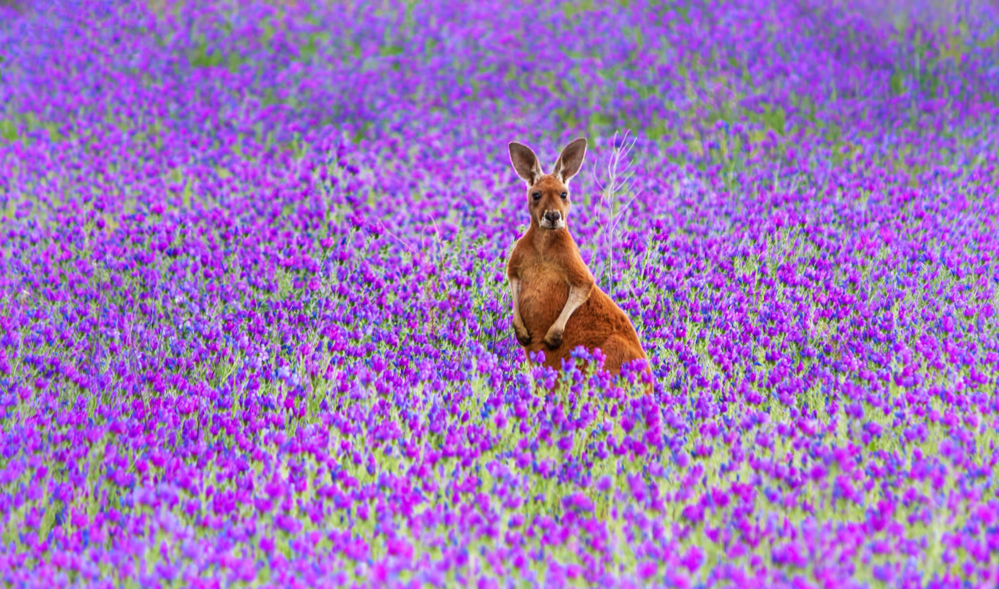 Обои цветы, поле, австралия, рыжий, кенгуру, большой, flowers, field, australia, red, kangaroo, large разрешение 2048x1209 Загрузить