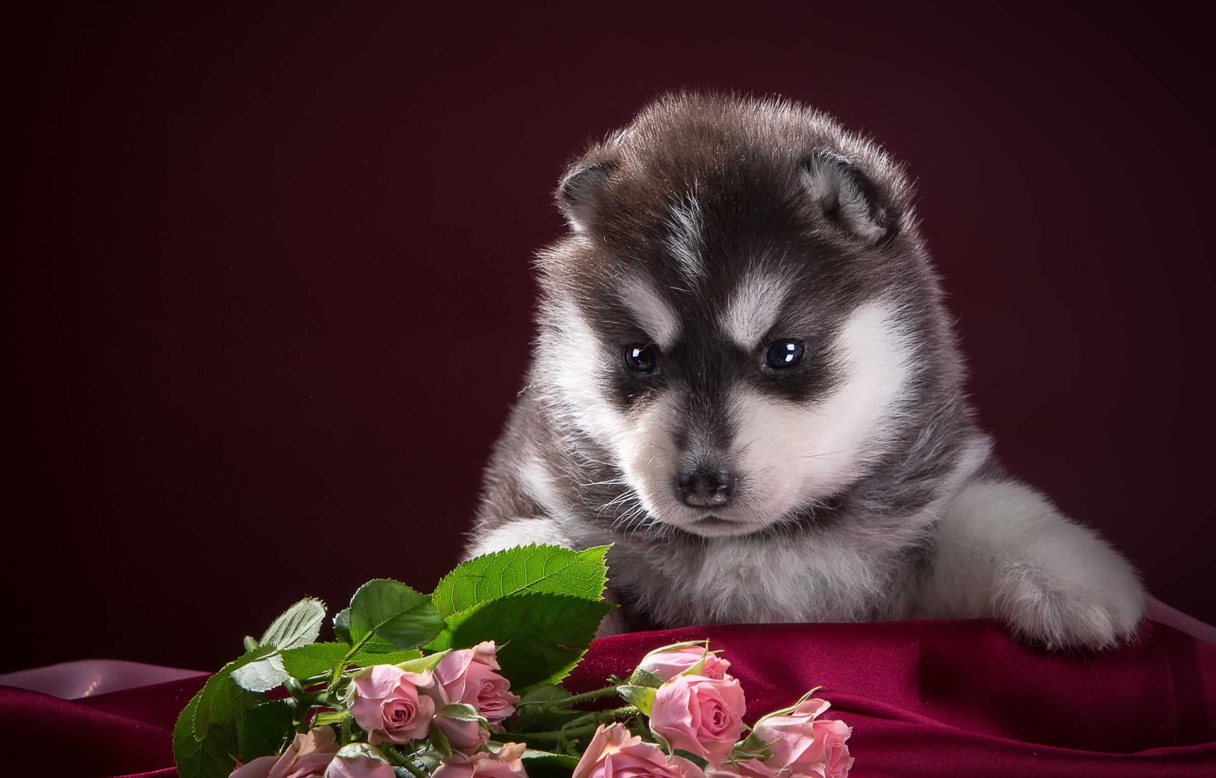 Обои розы, собака, щенок, ткань, хаски, чёрно-белый, пятнистый, roses, dog, puppy, fabric, husky, black and white, spotted разрешение 2400x1536 Загрузить