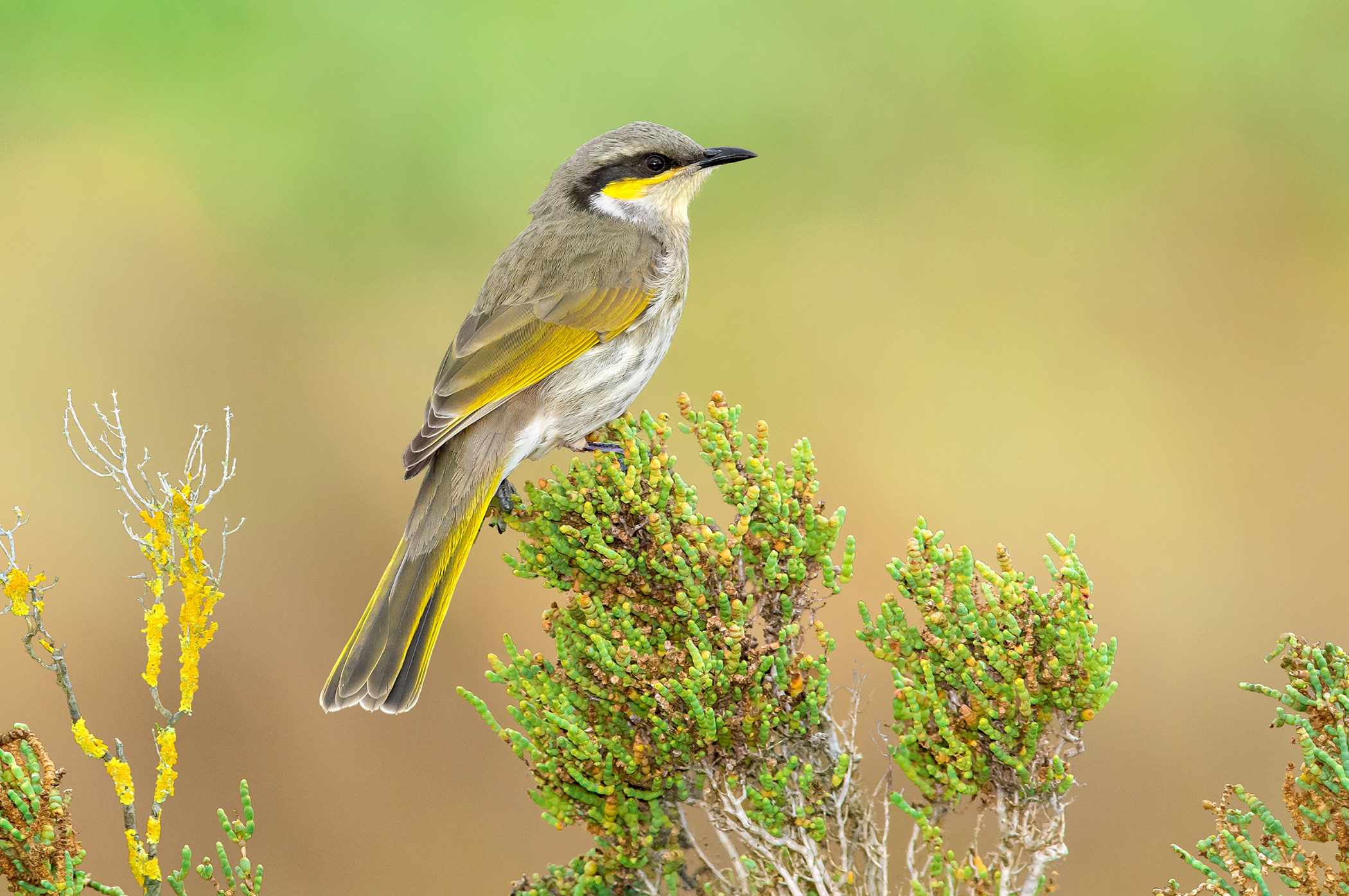 Обои птица, австралия, тасмания, желтогорлый медосос, певчий медонос, bird, australia, tasmania, geliogaliu honeyeater, song honey разрешение 2100x1394 Загрузить