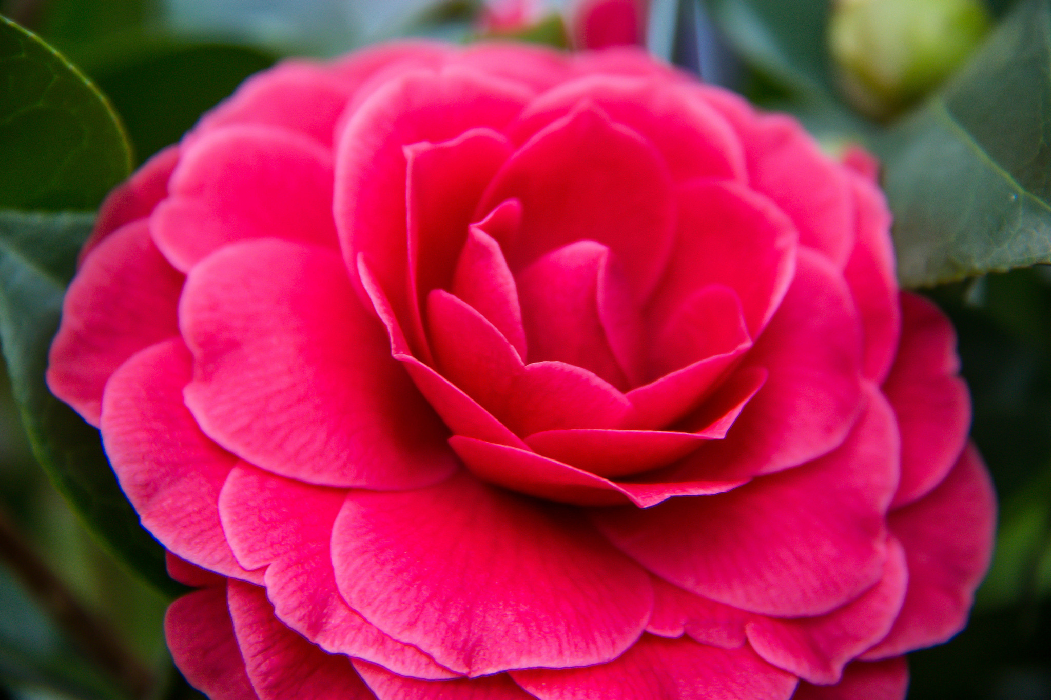 Обои цветение, бутон, камелия, flowering, bud, camellia разрешение 2048x1365 Загрузить