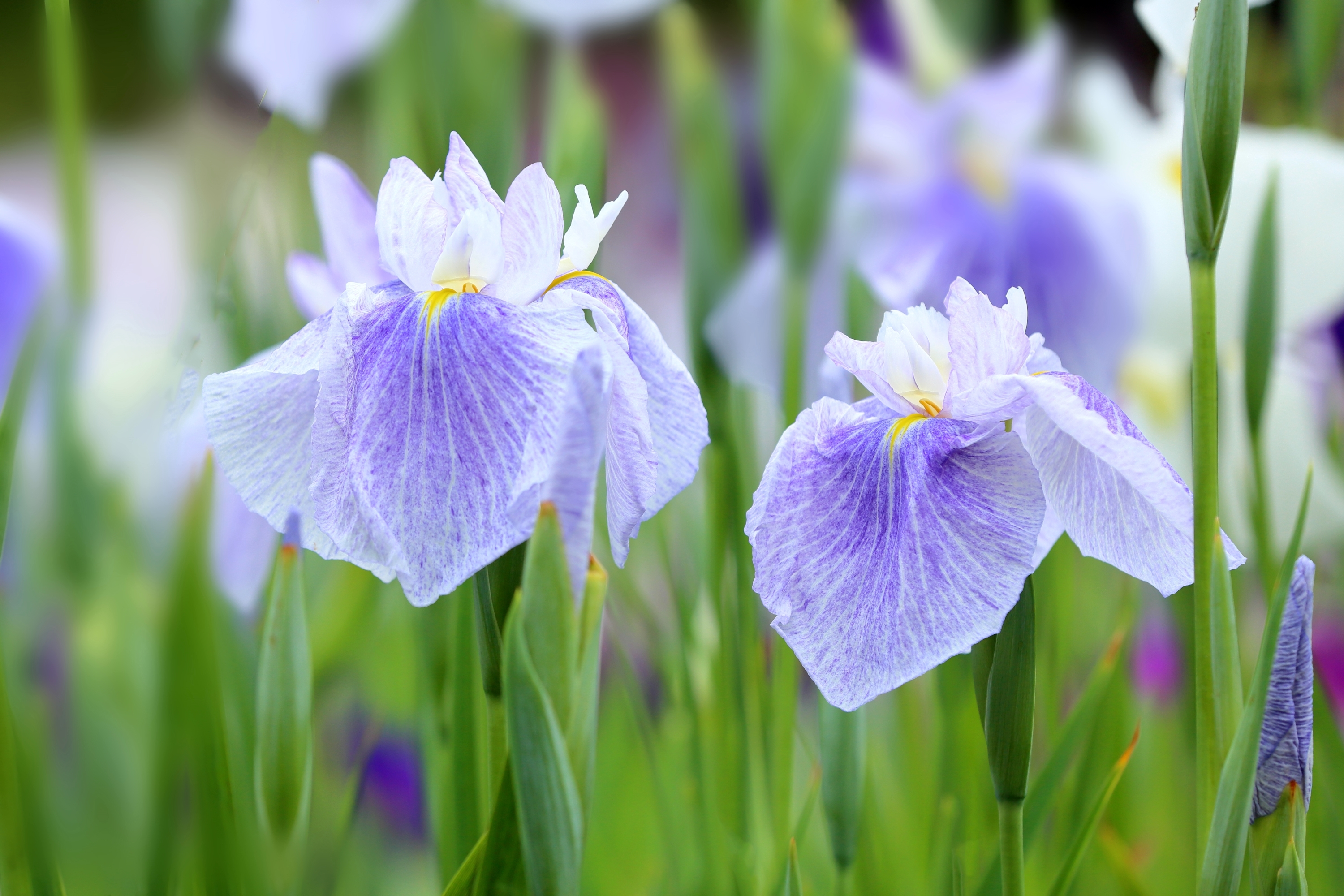 Обои цветы, макро, лепестки, фиолетовый, ирис, касатик, flowers, macro, petals, purple, iris разрешение 3000x2000 Загрузить