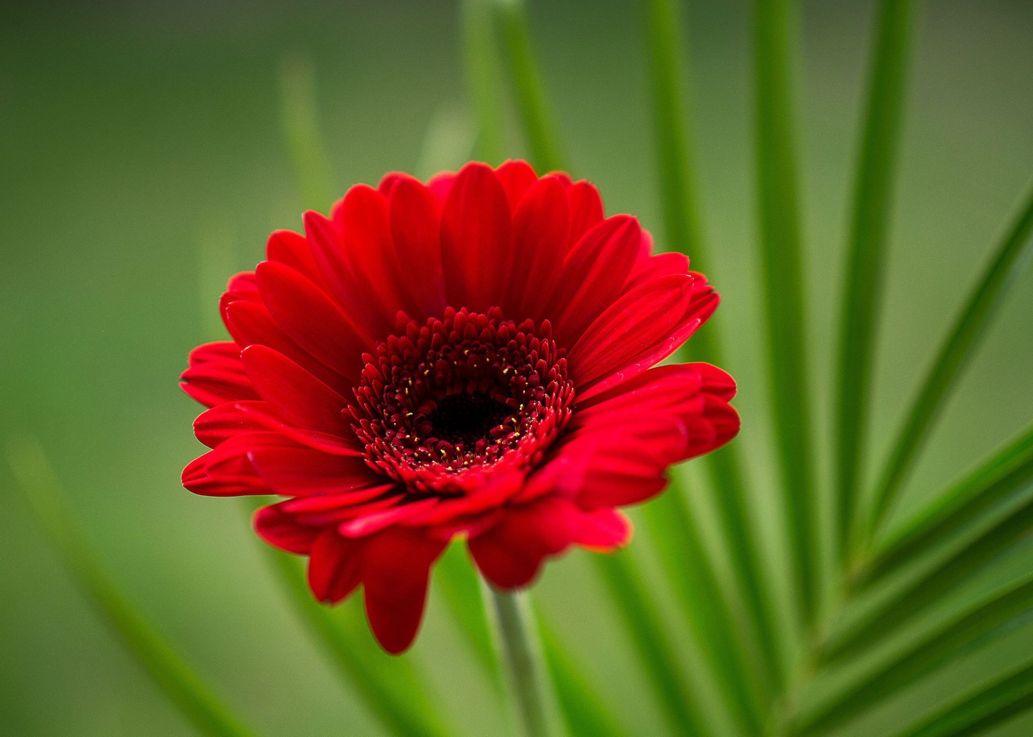 Обои макро, цветок, гербера, macro, flower, gerbera разрешение 2048x1463 Загрузить