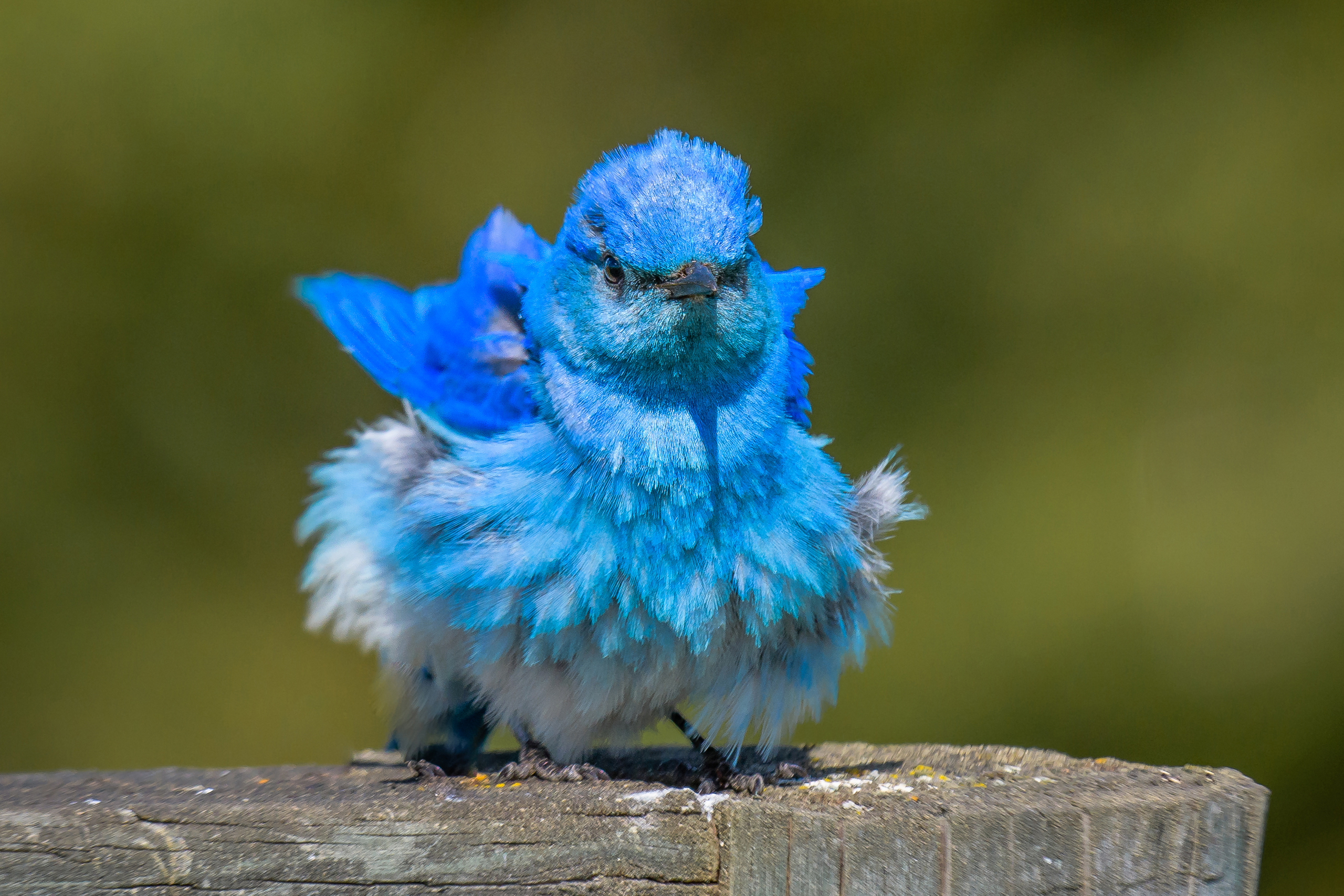 Обои птица, клюв, перья, окрас, голубая сиалия, лазурная птица, bird, beak, feathers, color, blue sialia разрешение 2560x1707 Загрузить