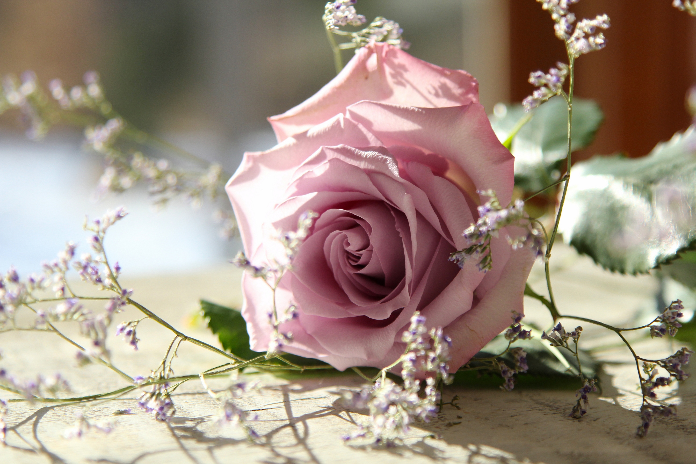 Обои макро, цветок, роза, лепестки, бутон, macro, flower, rose, petals, bud разрешение 2880x1920 Загрузить