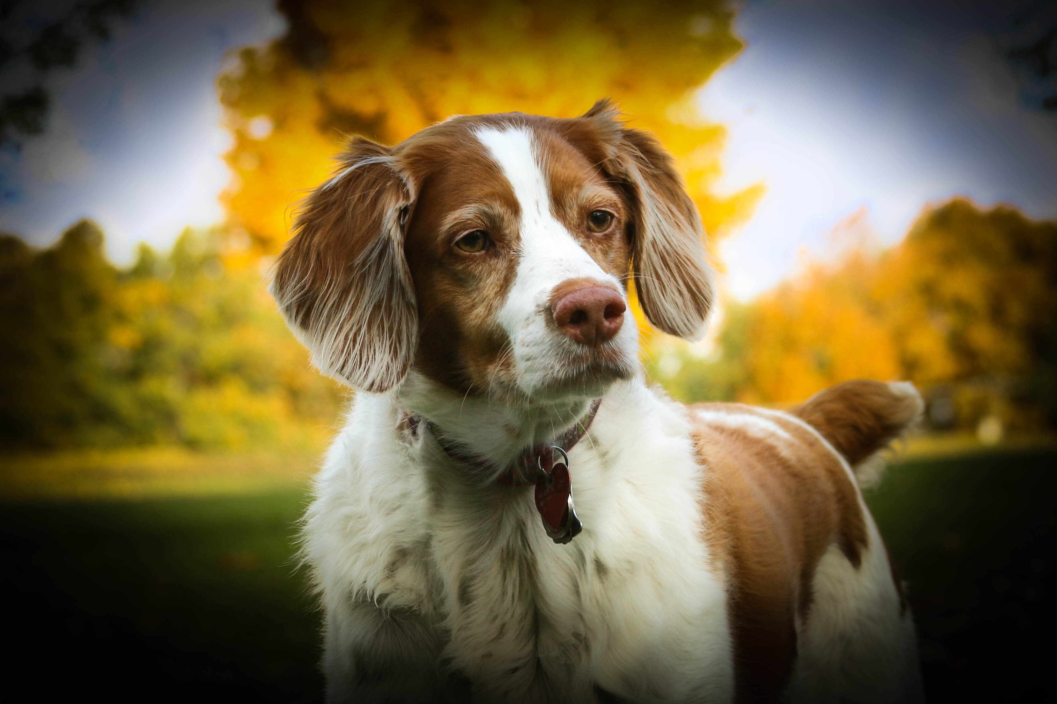 Обои собака, спаниель, dog, spaniel разрешение 3691x2461 Загрузить