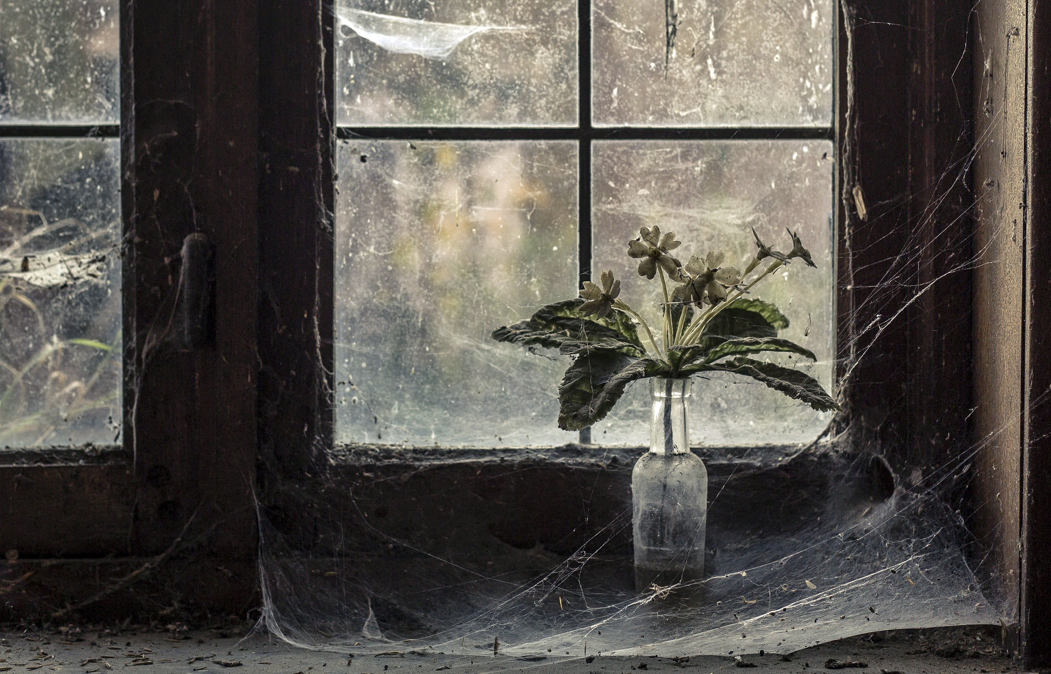 Обои цветы, окно, паутина, flowers, window, web разрешение 2047x1313 Загрузить