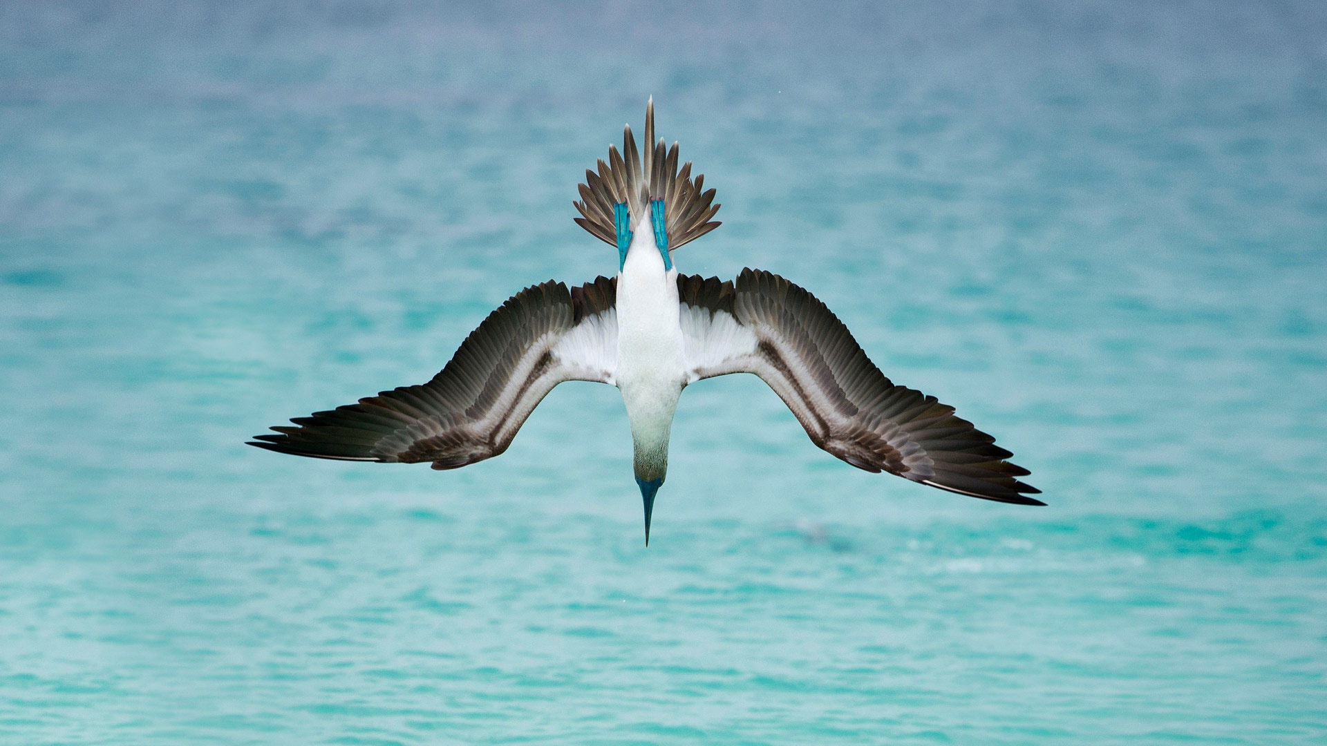 Обои море, крылья, птица, олуша, голубоногая олуша, sea, wings, bird, gannet, golovanova gannets разрешение 1920x1080 Загрузить