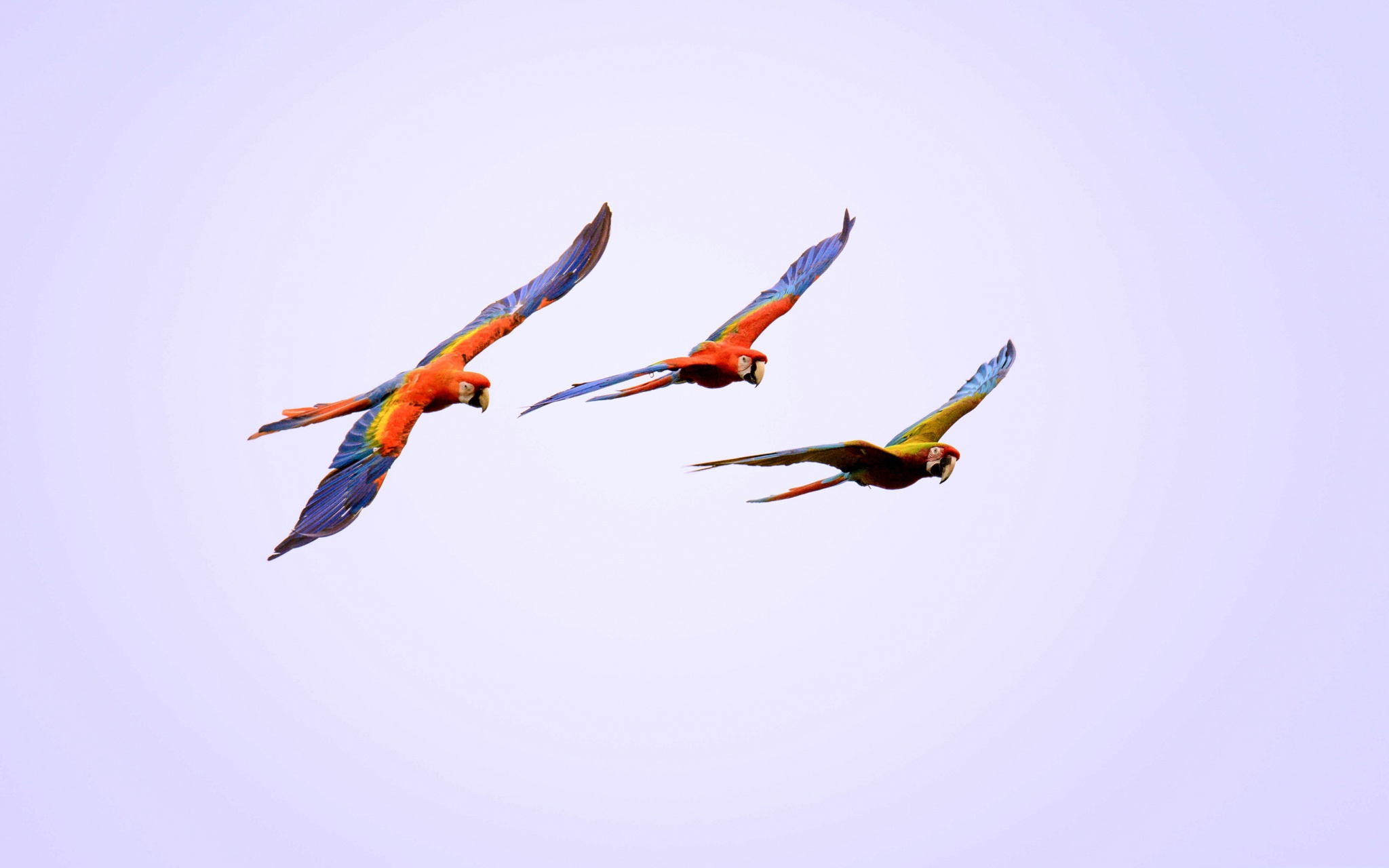 Обои полет, крылья, птицы, попугай, ара, попугаи, flight, wings, birds, parrot, ara, parrots разрешение 2048x1280 Загрузить