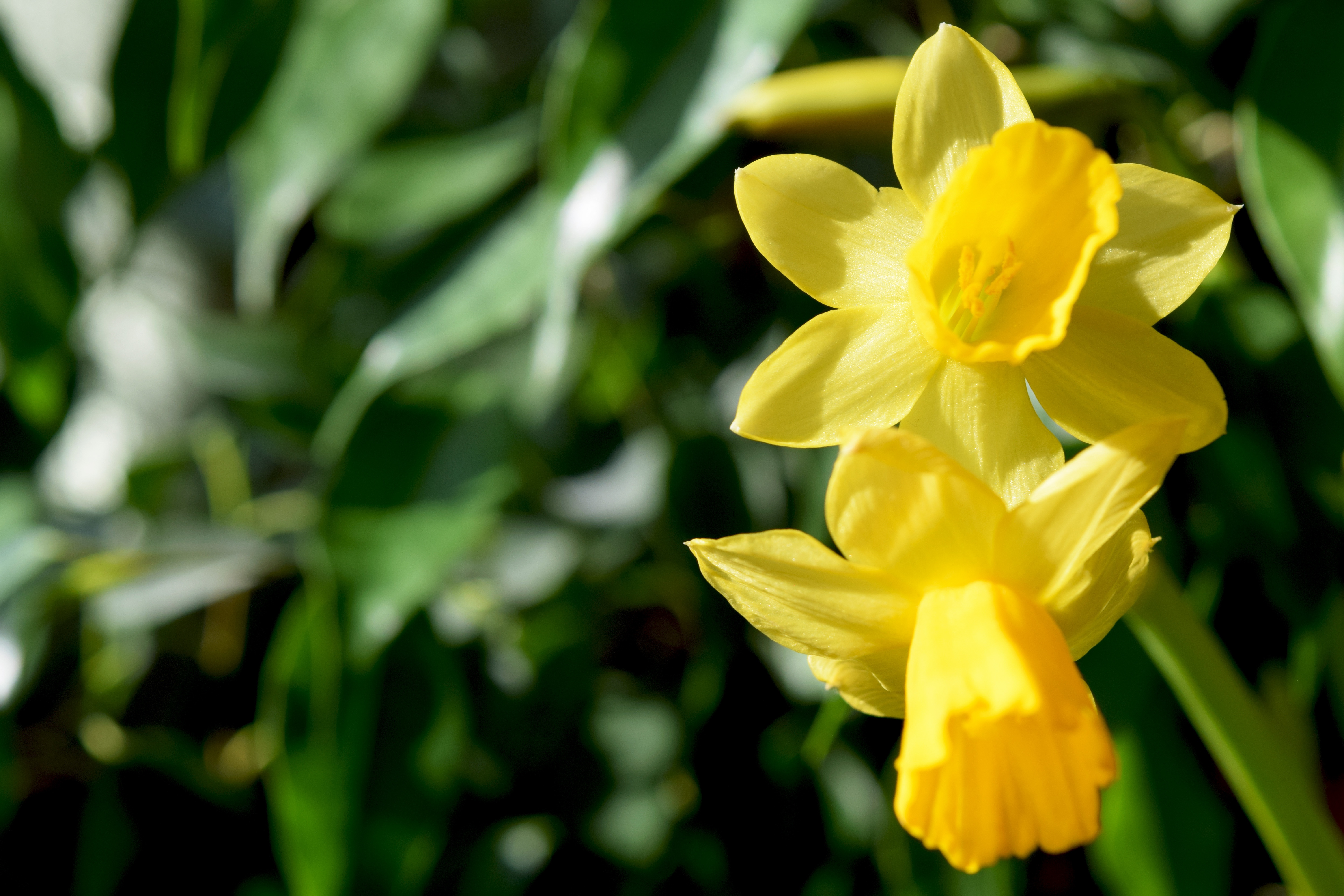 Обои цветы, макро, весна, нарциссы, желтые, flowers, macro, spring, daffodils, yellow разрешение 6000x4000 Загрузить
